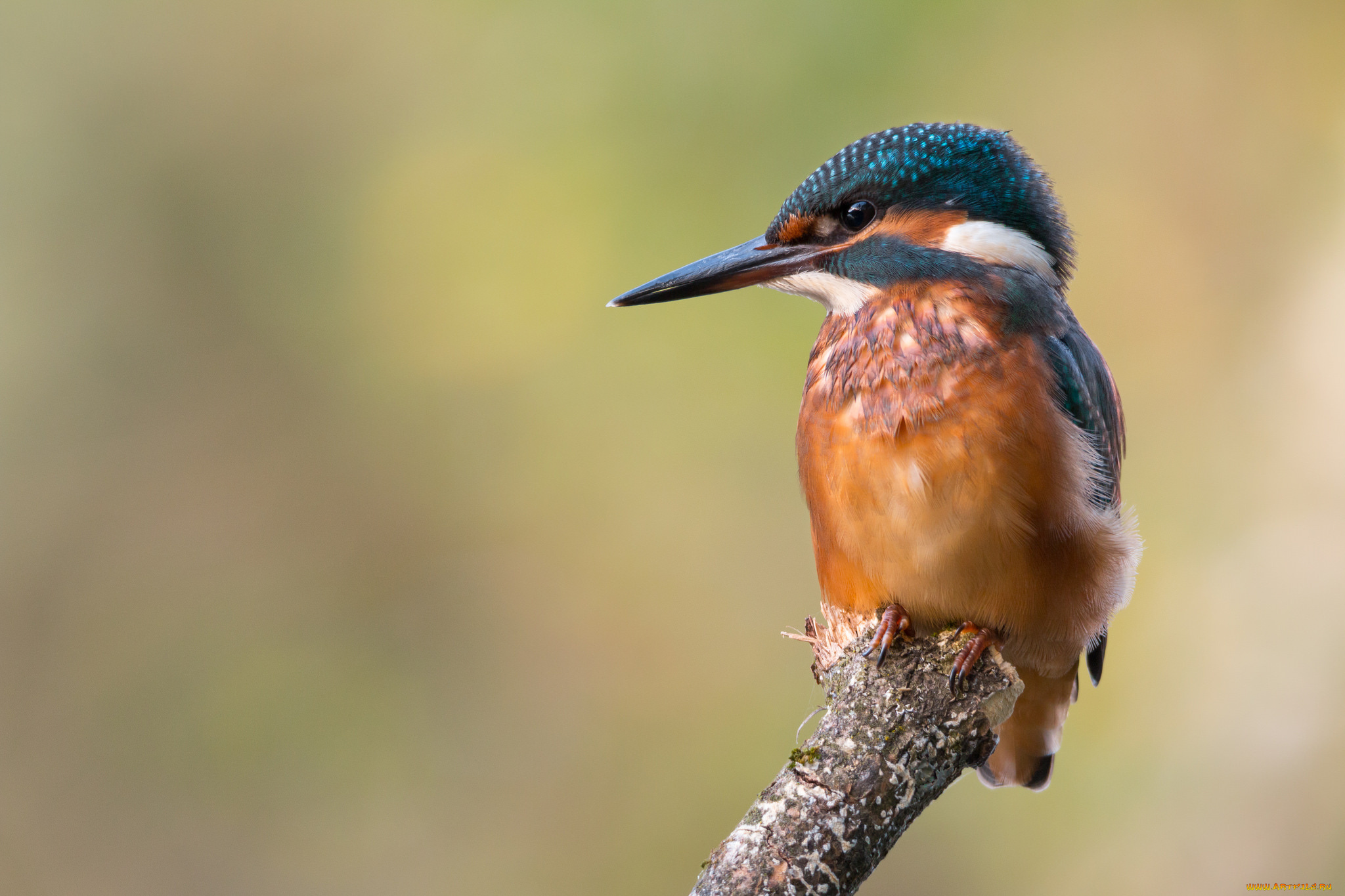 животные, зимородки, птичка