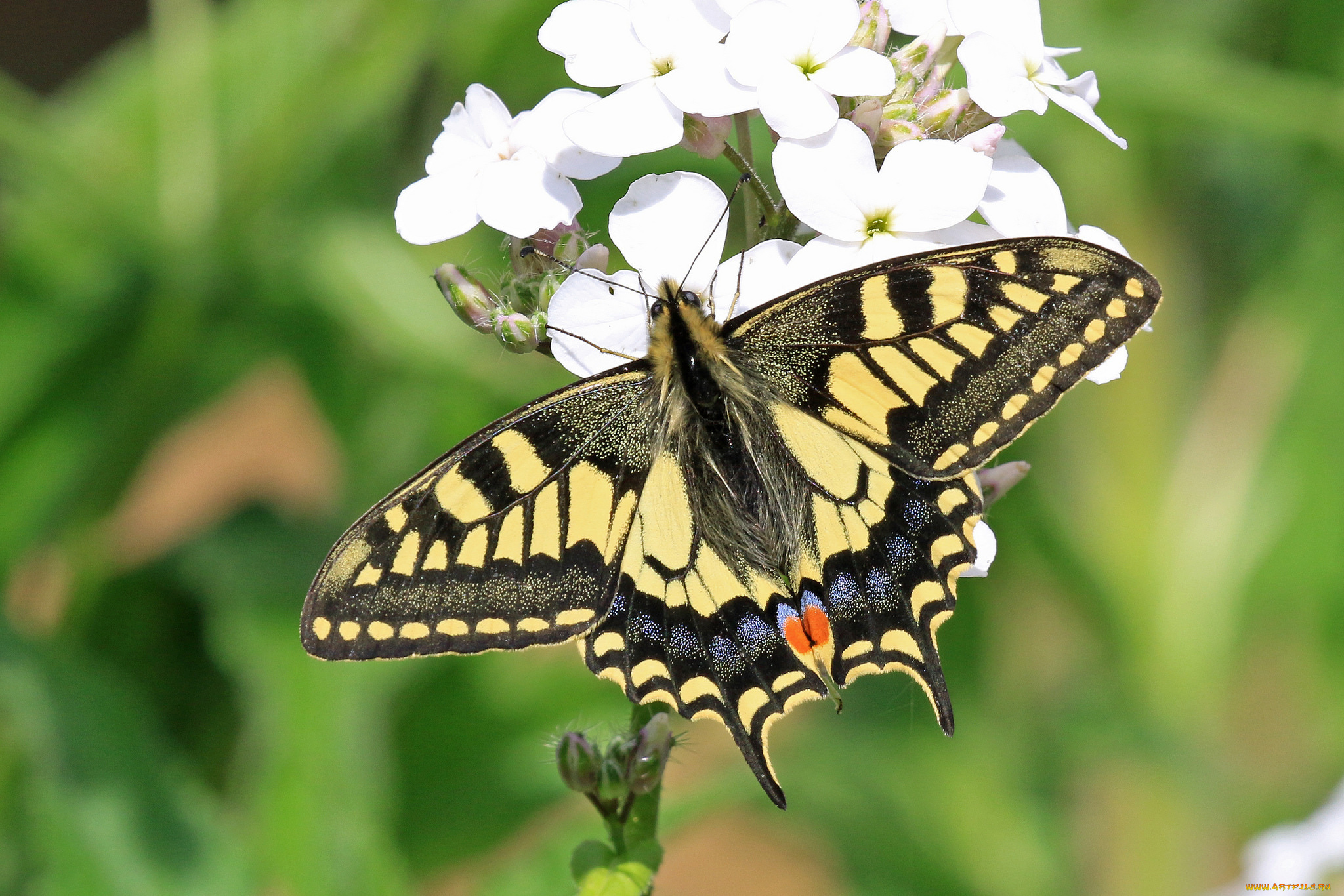 животные, бабочки, , мотыльки, , моли, бабочка