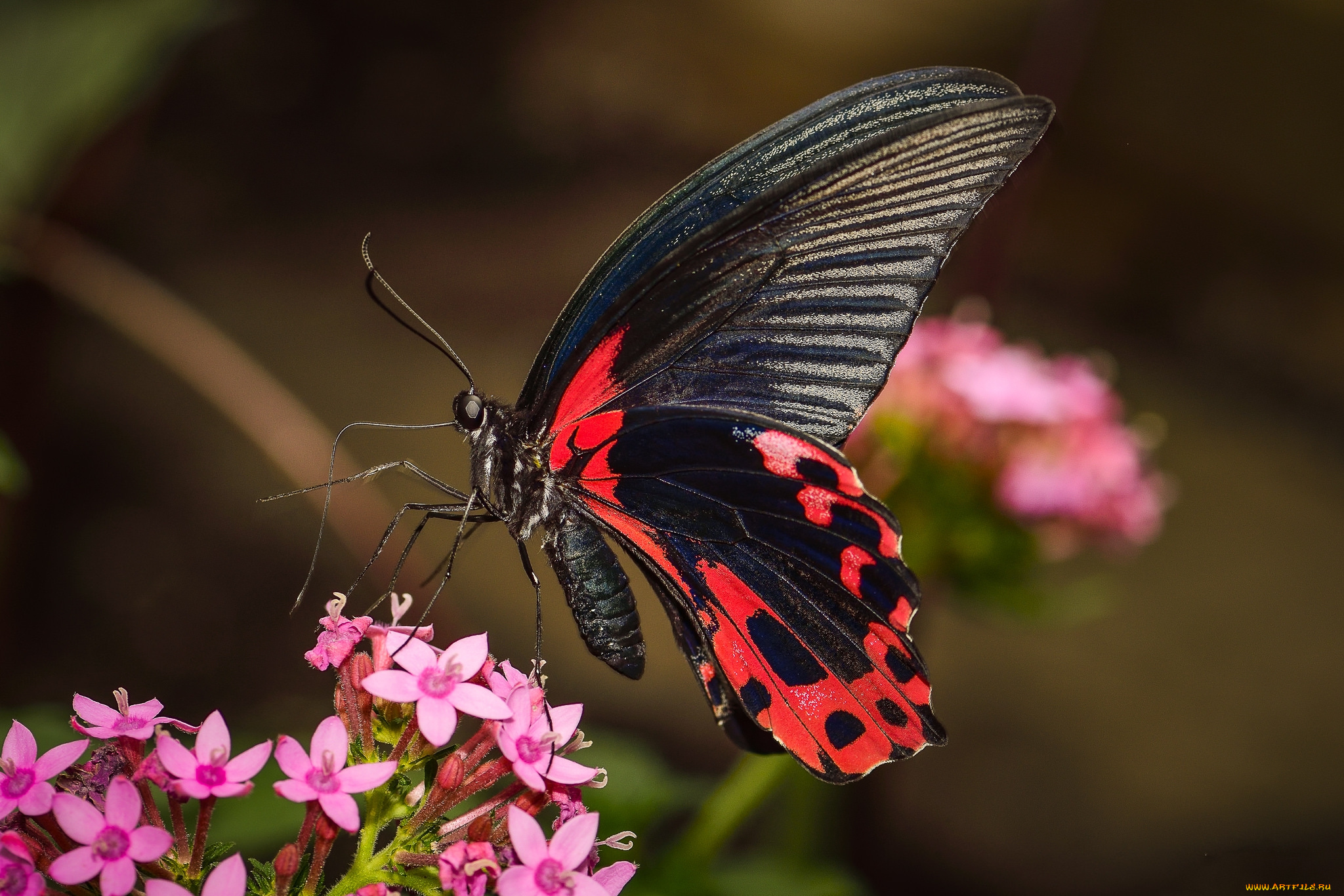 животные, бабочки, , мотыльки, , моли, бабочка