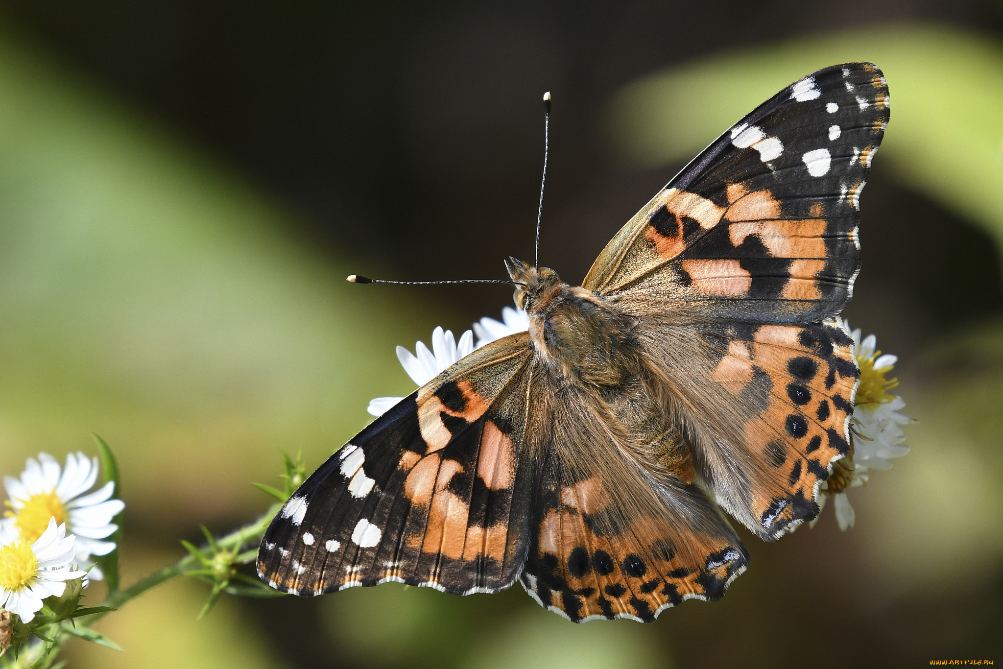 животные, бабочки, , мотыльки, , моли, бабочка