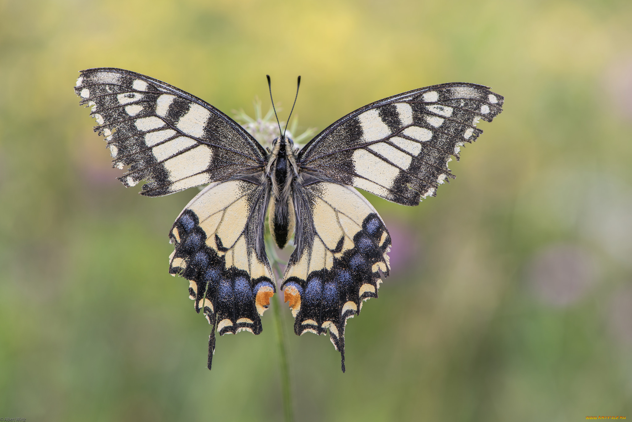 животные, бабочки, , мотыльки, , моли, бабочка