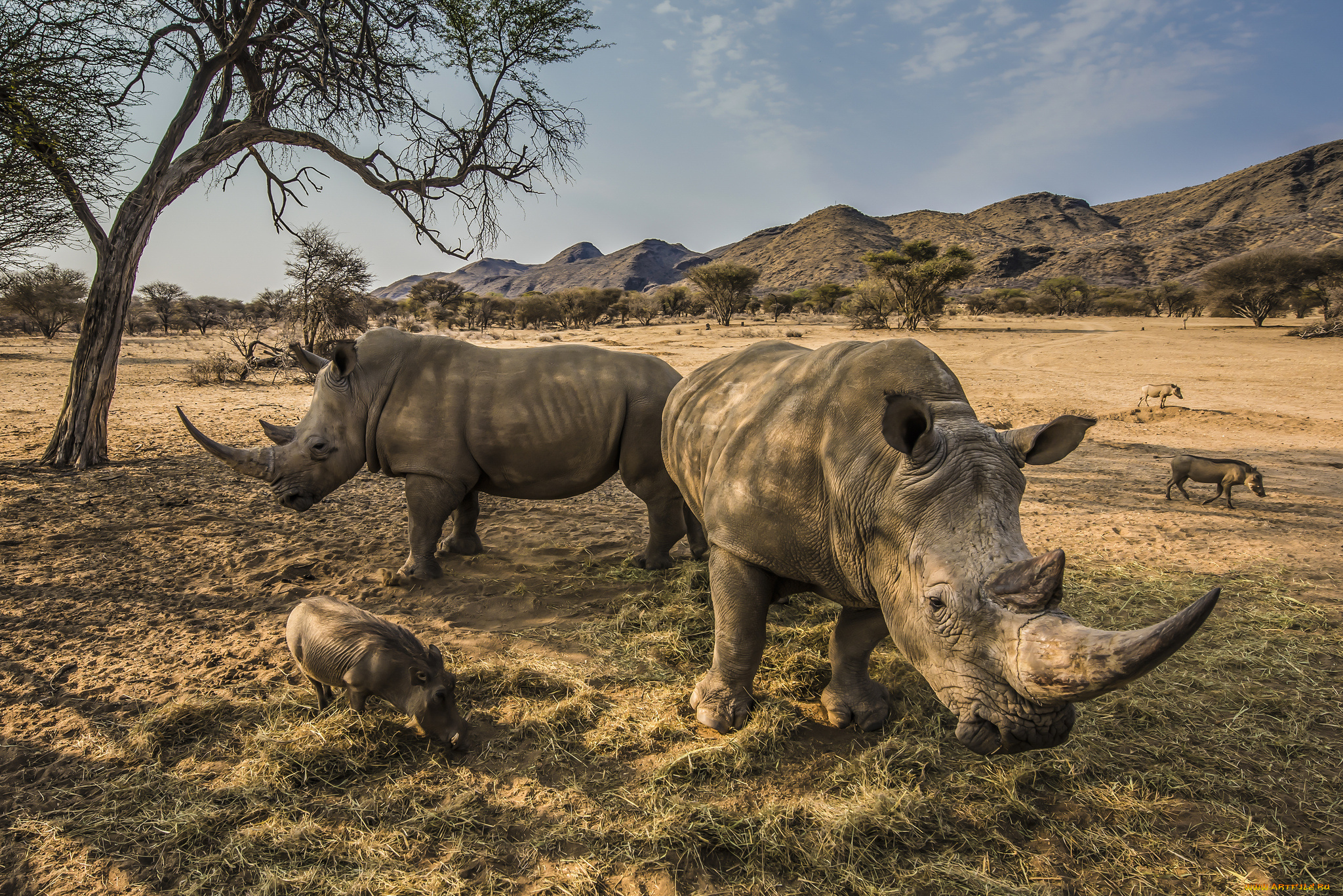 животные, носороги, носорог