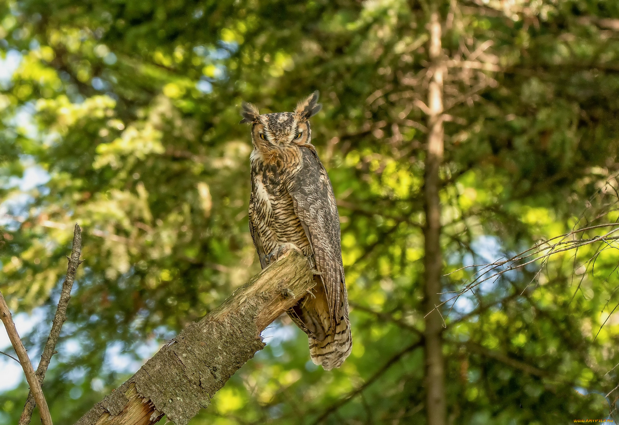 животные, совы, птичка