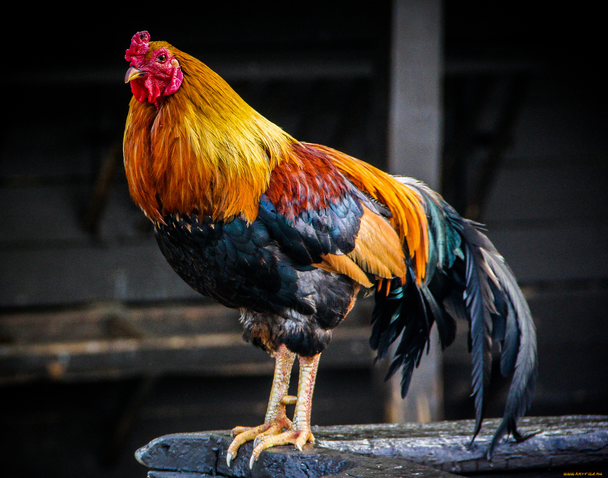 животные, куры, , петухи, птичка