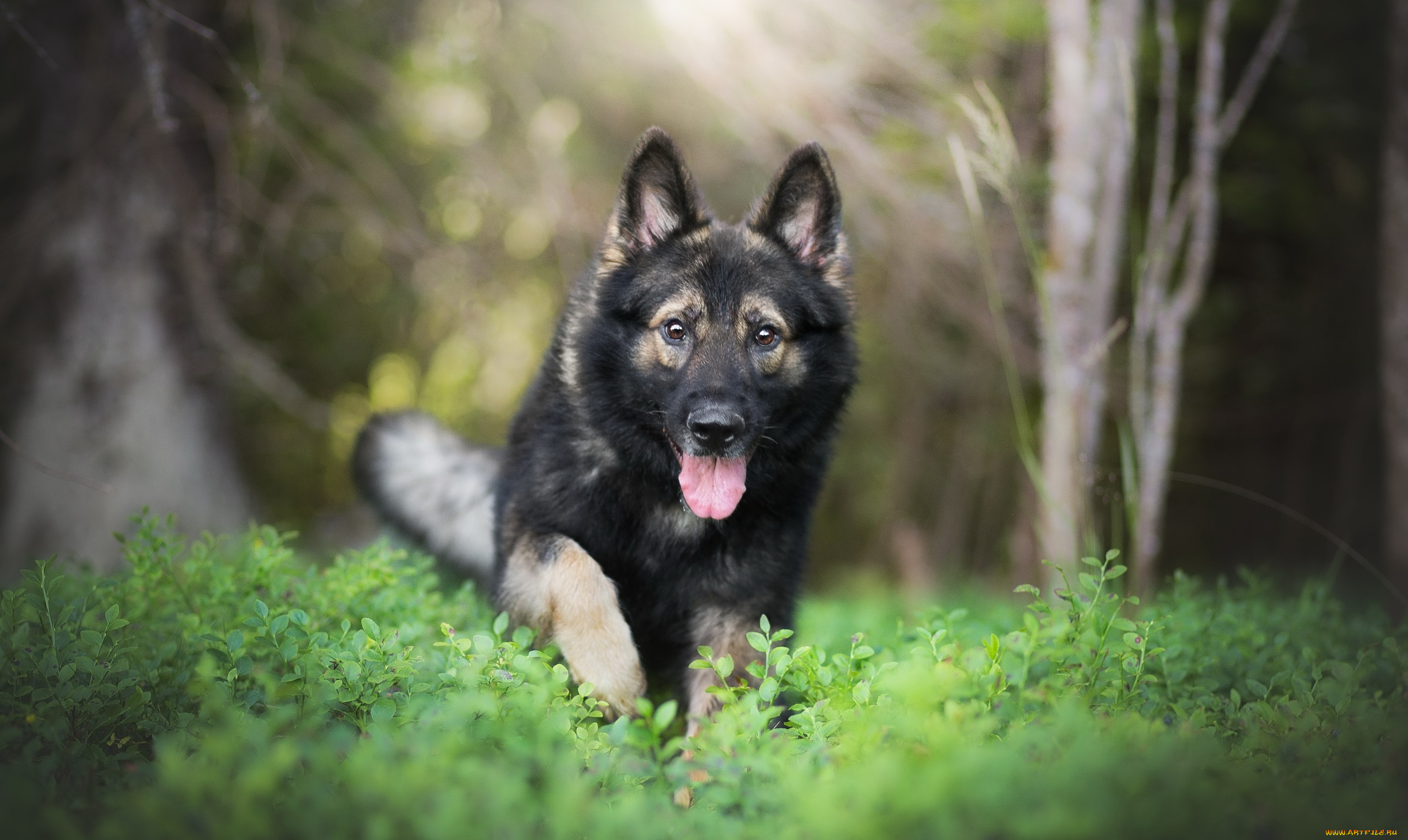 собака, животные, собаки