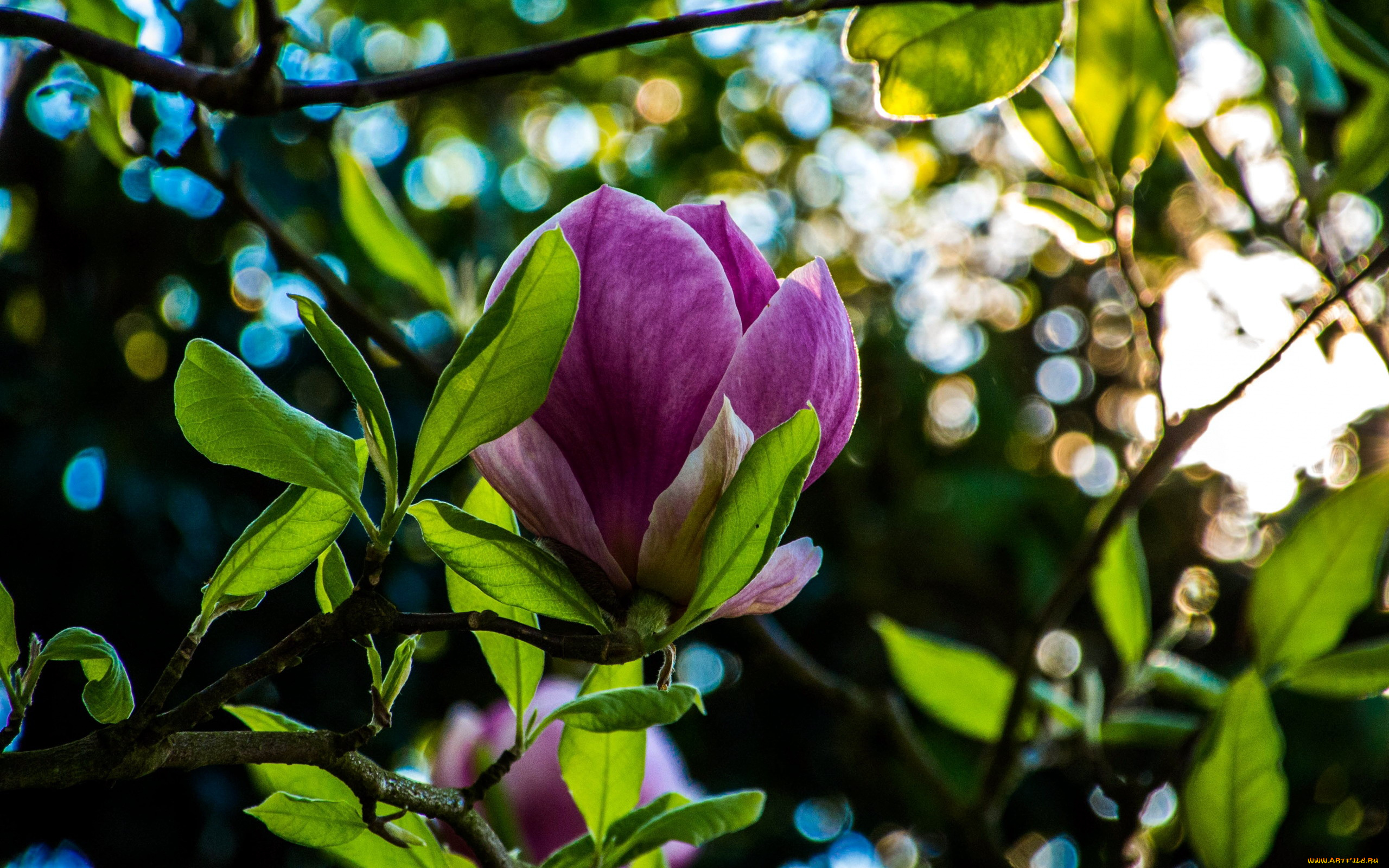 цветы, магнолии, бутон