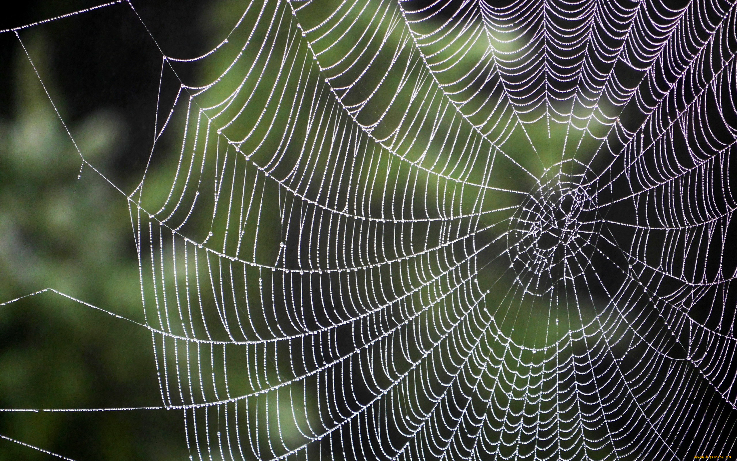 природа, макро, паутина, капли