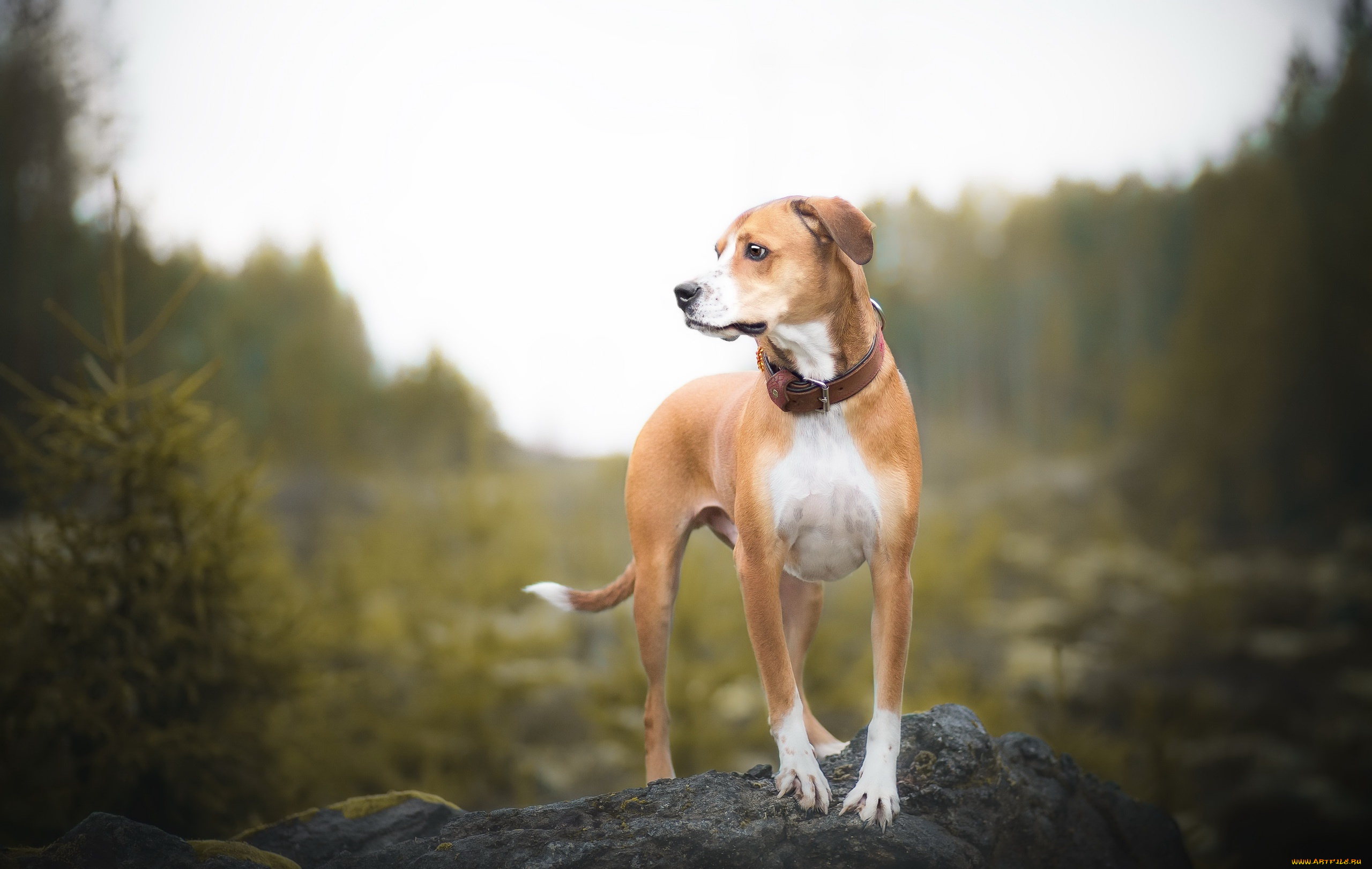 собака, животные, собаки