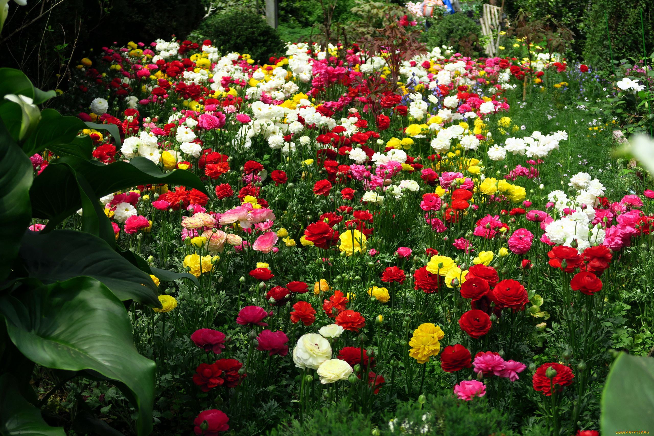 цветы, ранункулюс, , азиатский, лютик, разноцветные, много, клумба