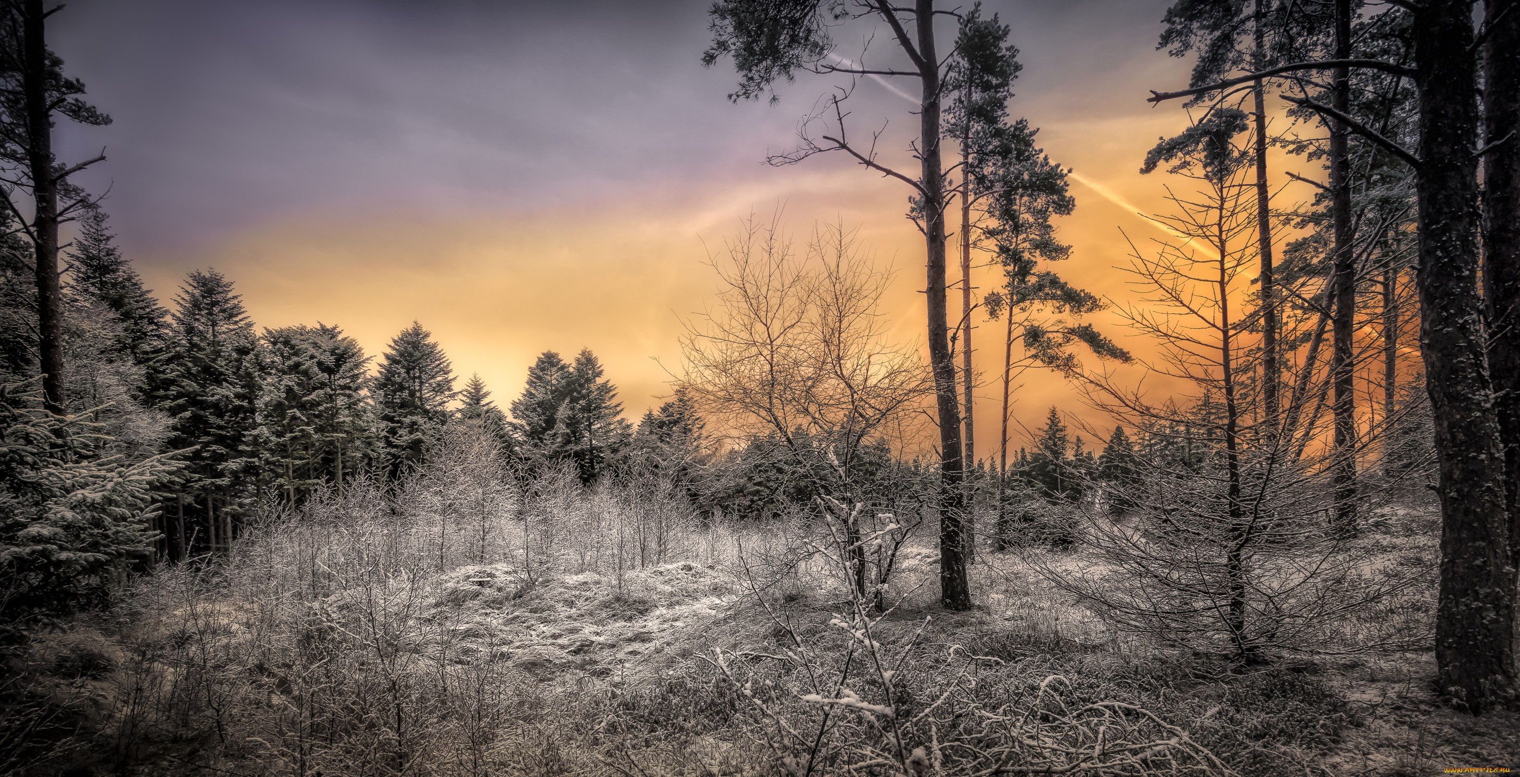 природа, лес, простор