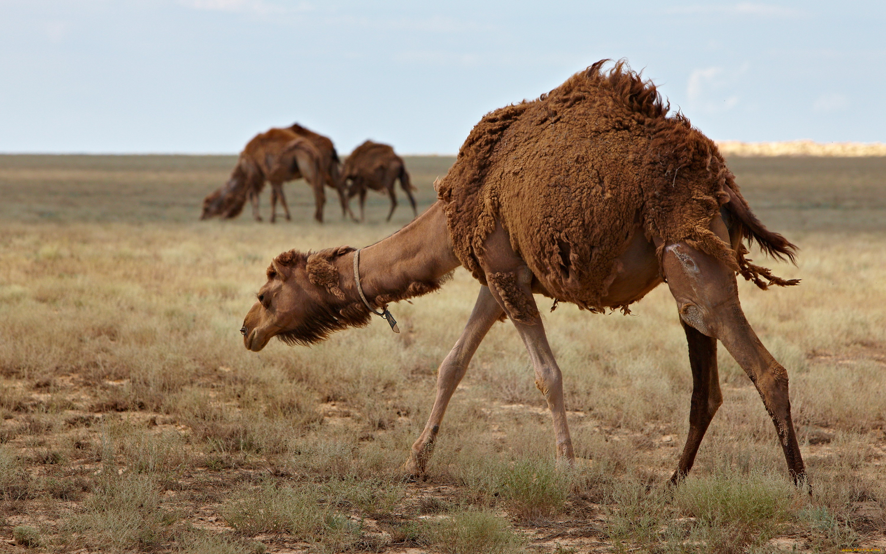 животные, верблюды, верблюд, шерсть, степь, трава