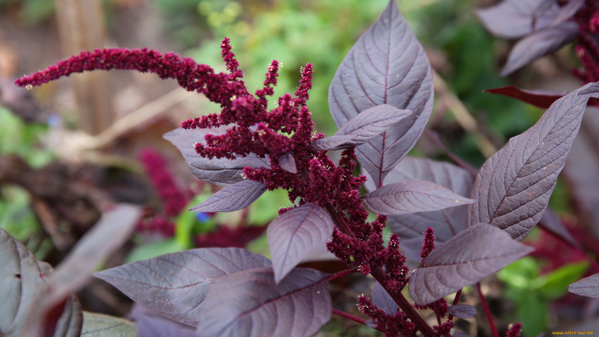 амарант, цветы, амаранты, растение