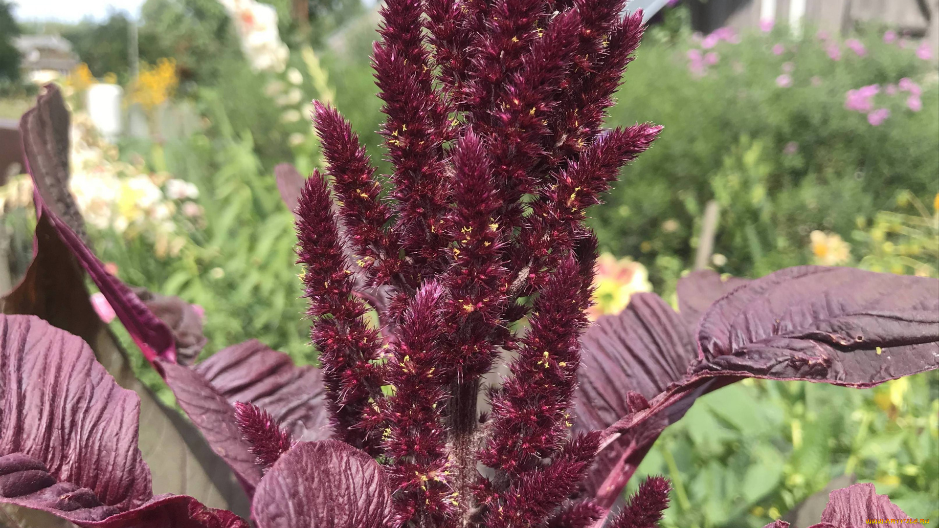 амарант, цветы, амаранты, растение