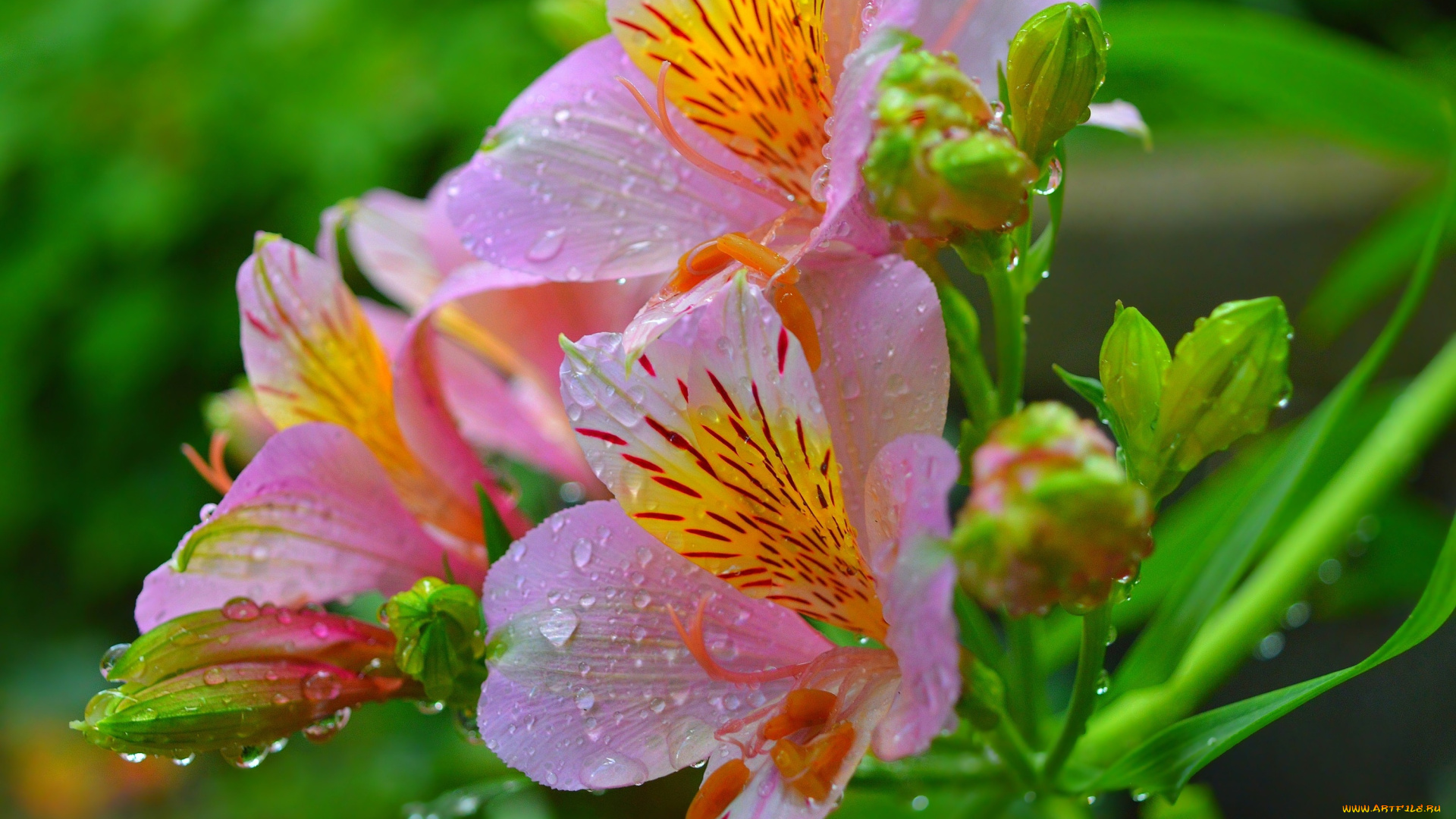 цветы, альстромерия, капли