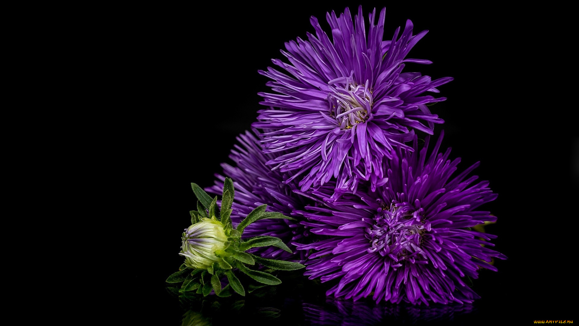 цветы, астры, лиловый