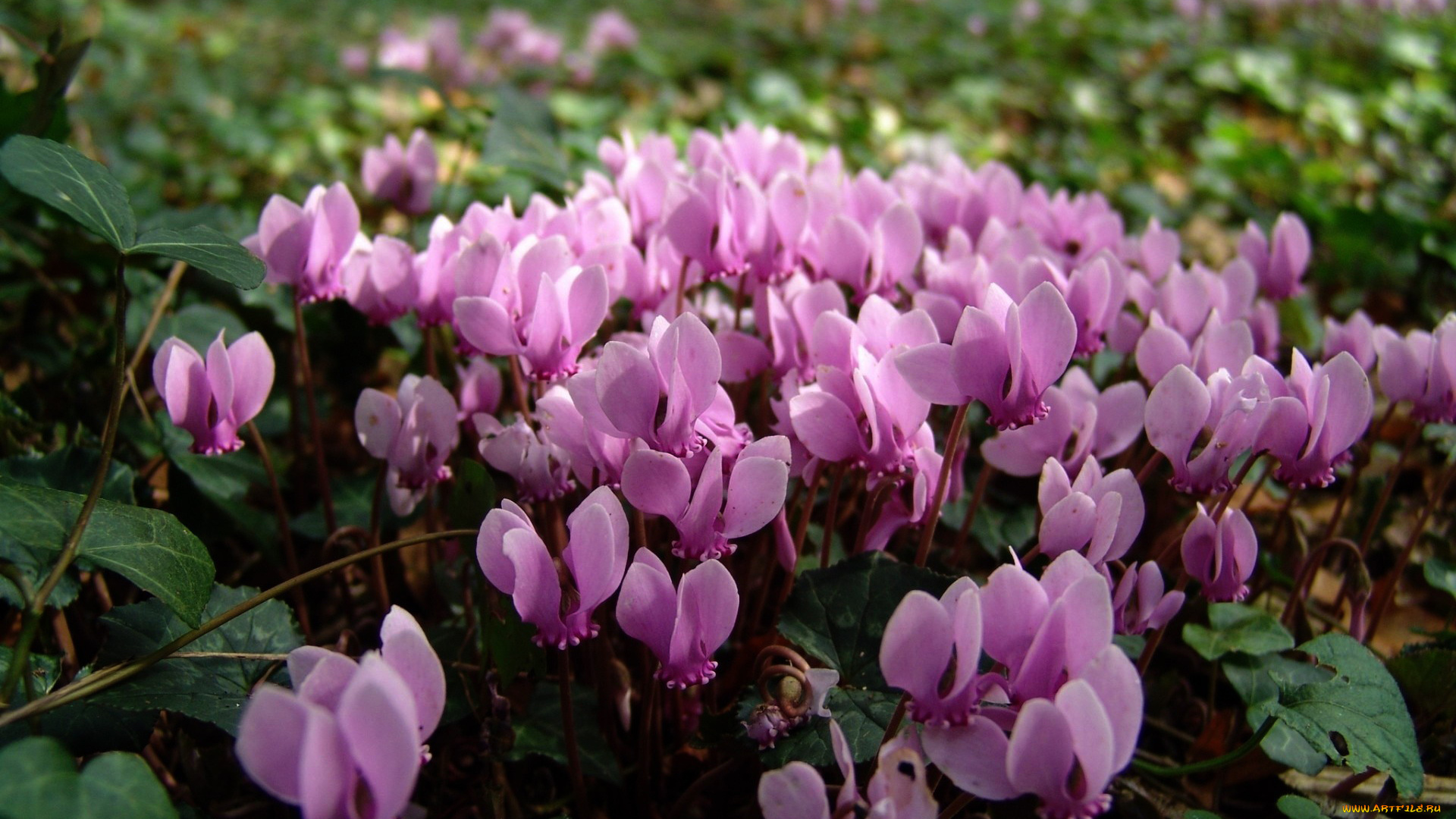 цветы, цикламены, розовый