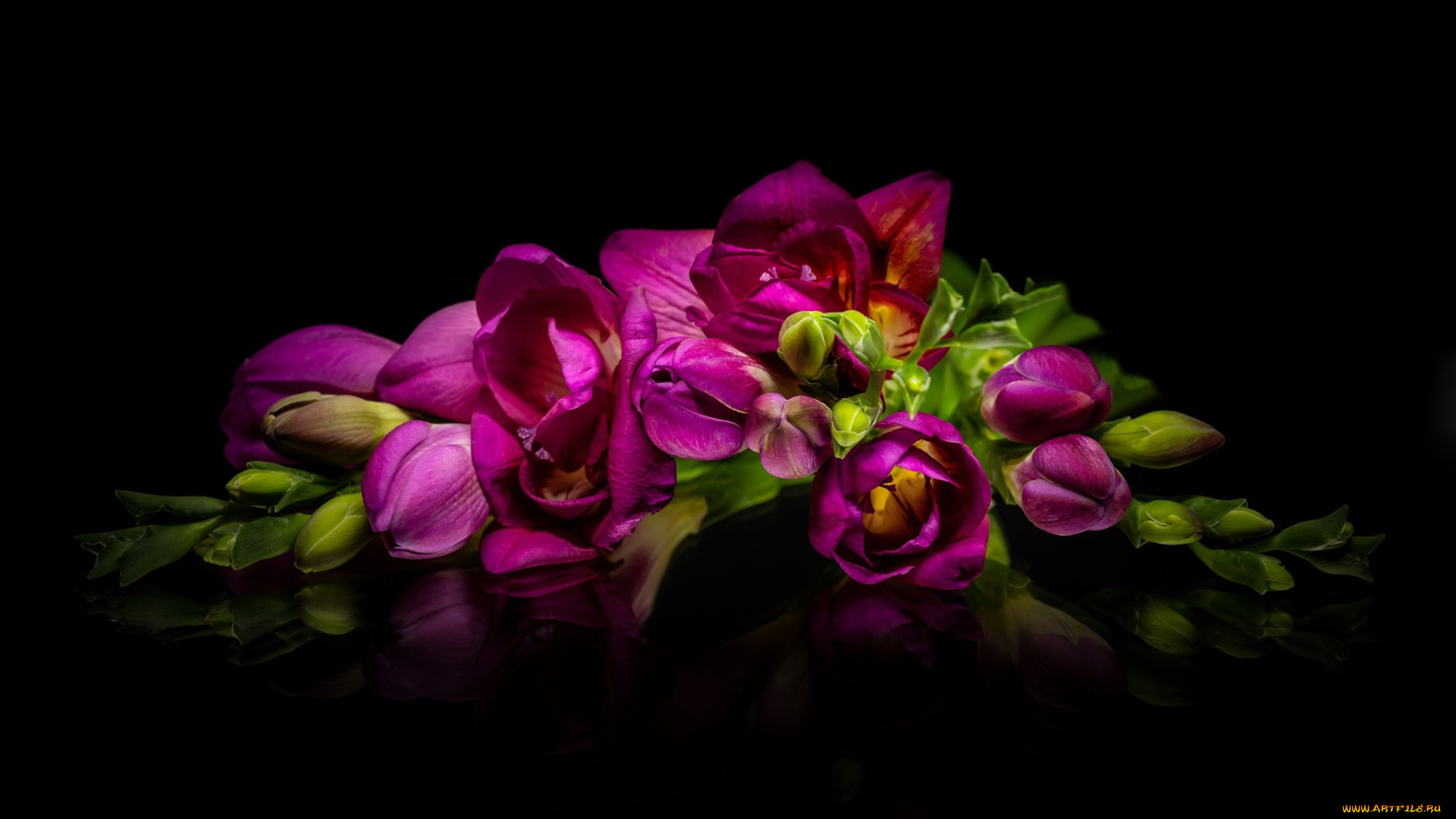 цветы, фрезия, бутоны