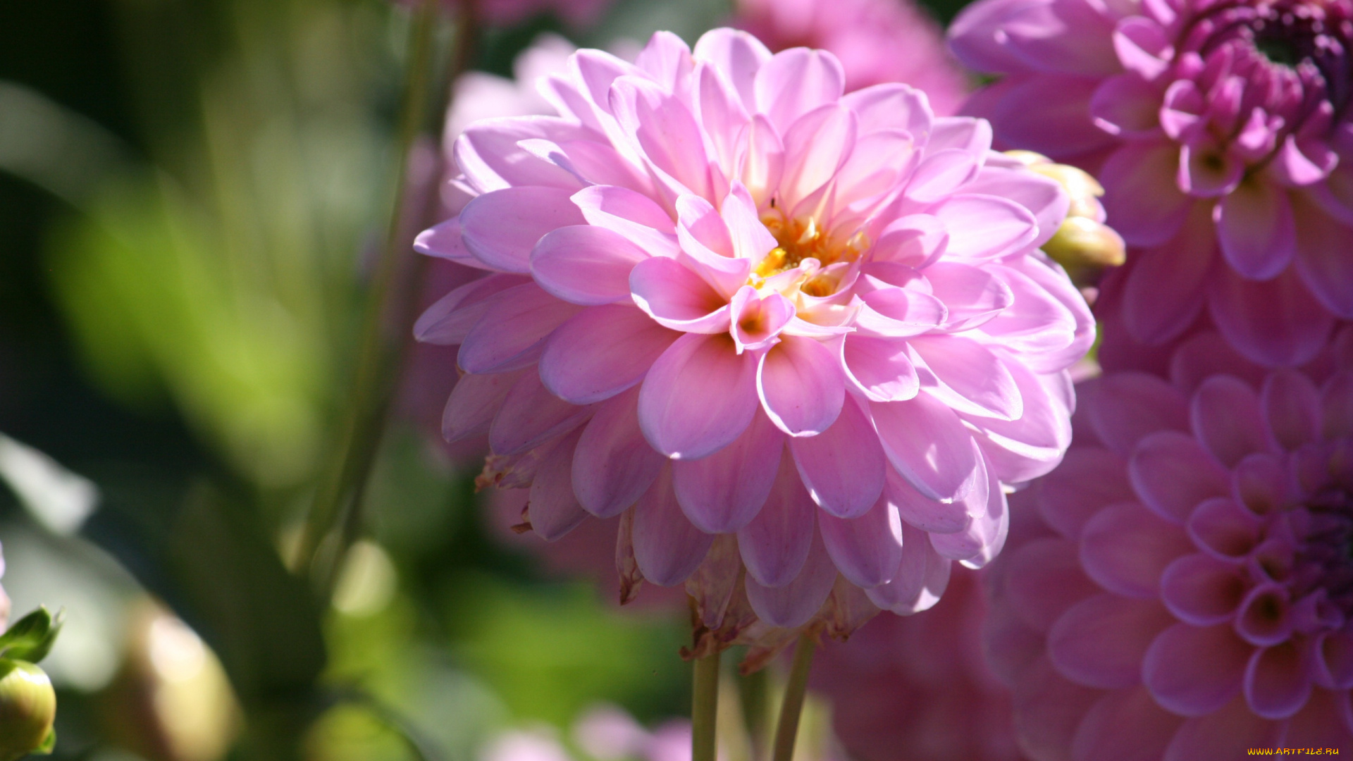 цветы, георгины, dahlias