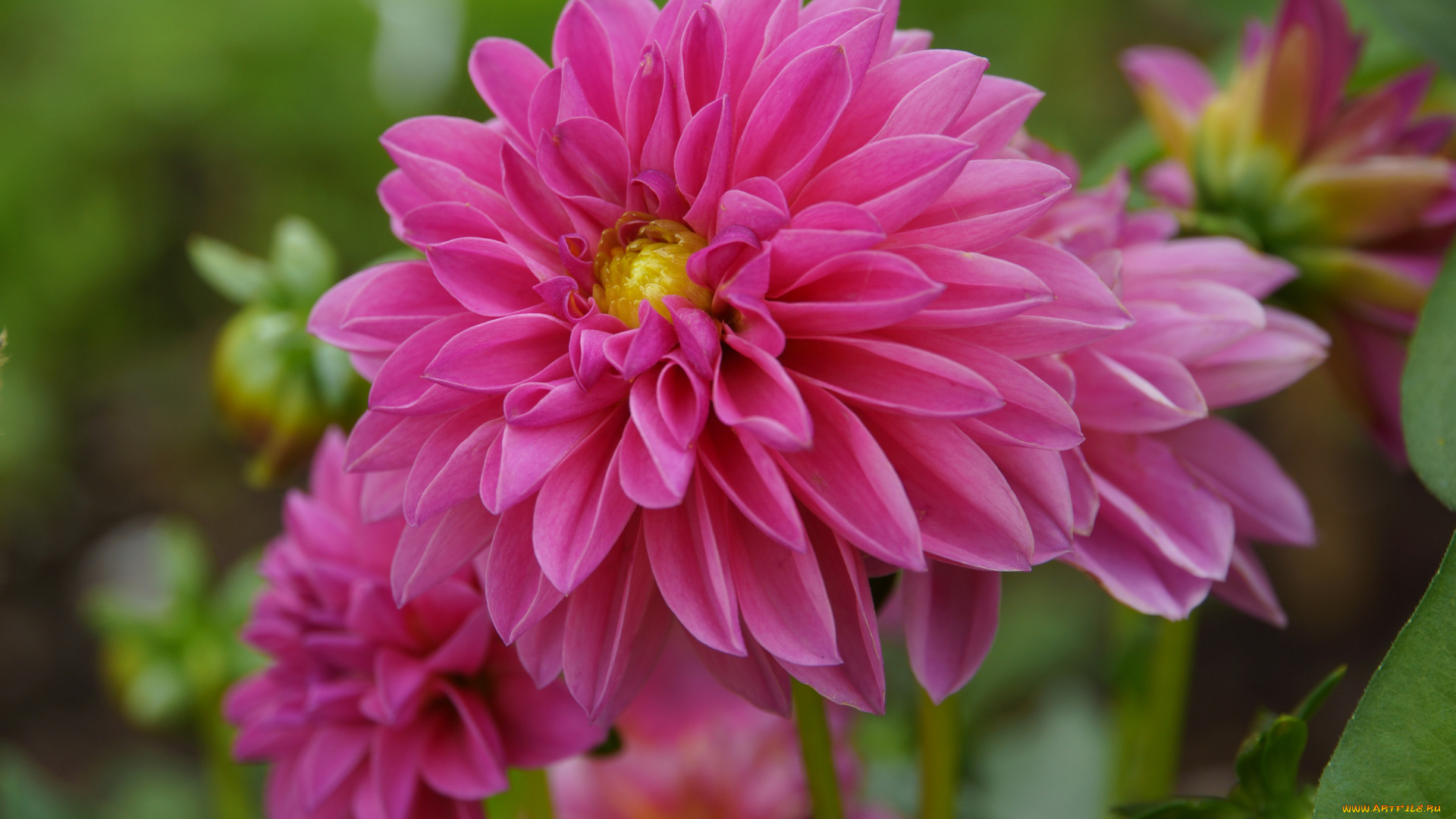 цветы, георгины, pink, flower