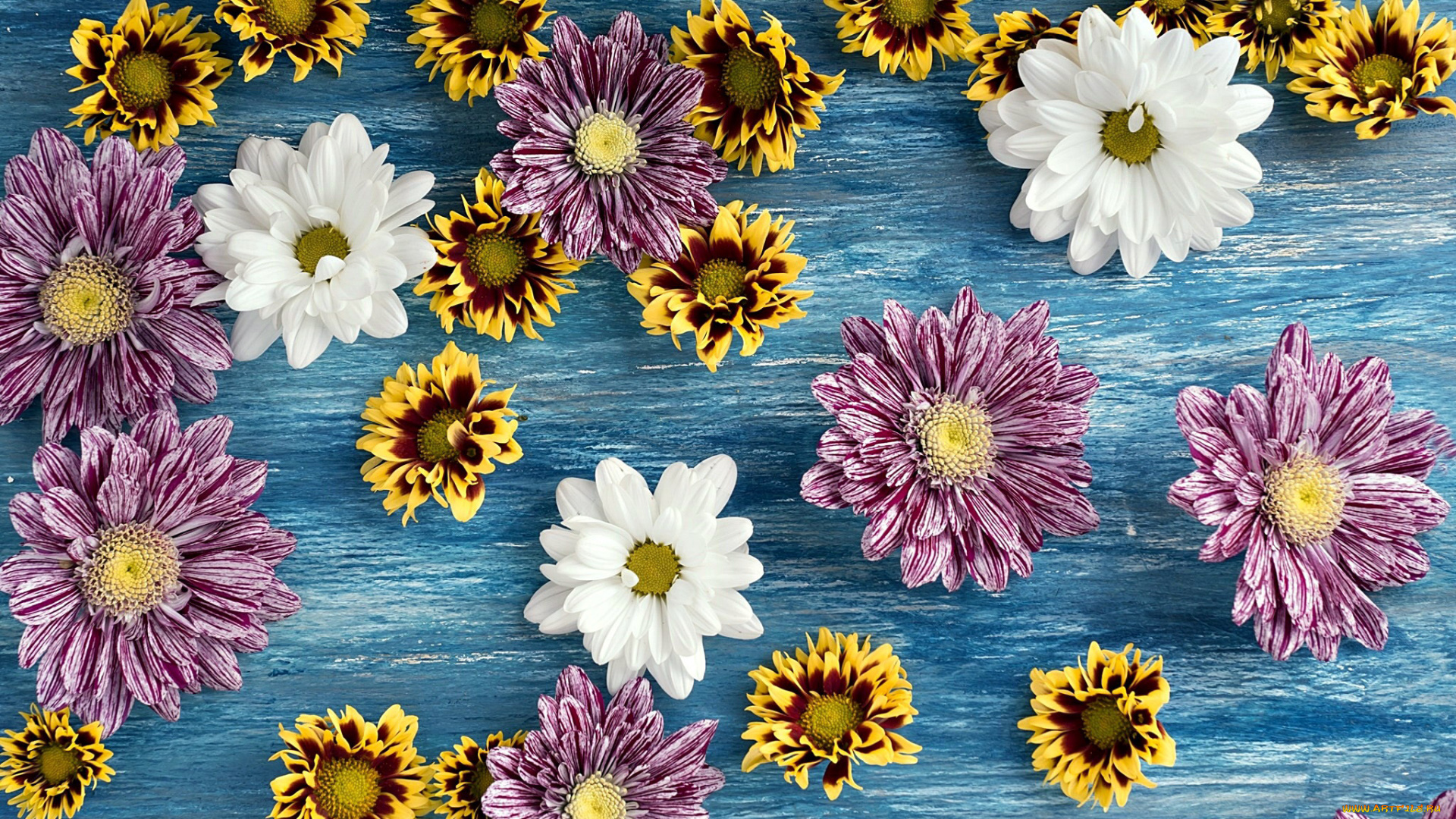 цветы, хризантемы, разноцветные