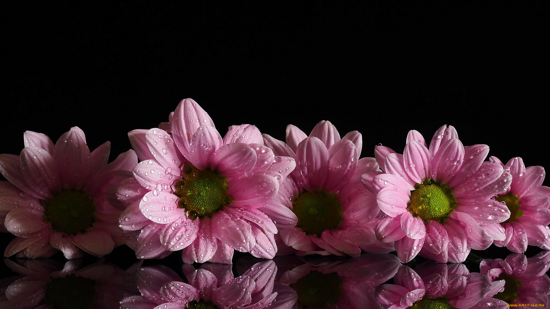 цветы, хризантемы, розовый, капли