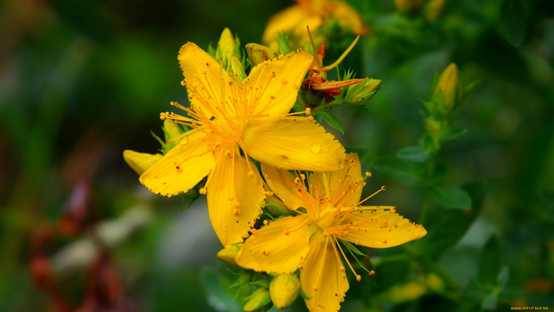 цветы, луговые, , полевые, , цветы, зверобой