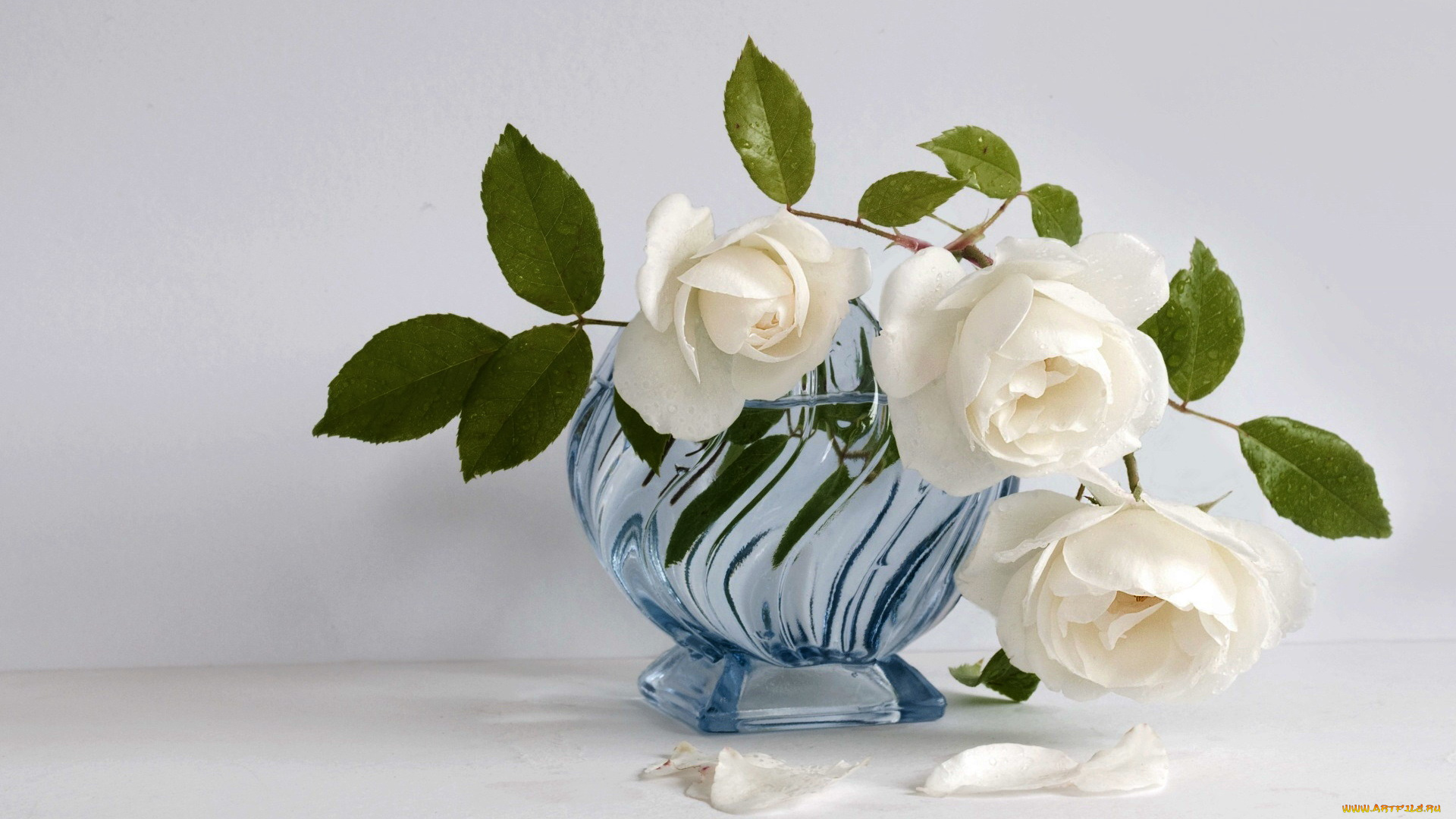 цветы, розы, белый