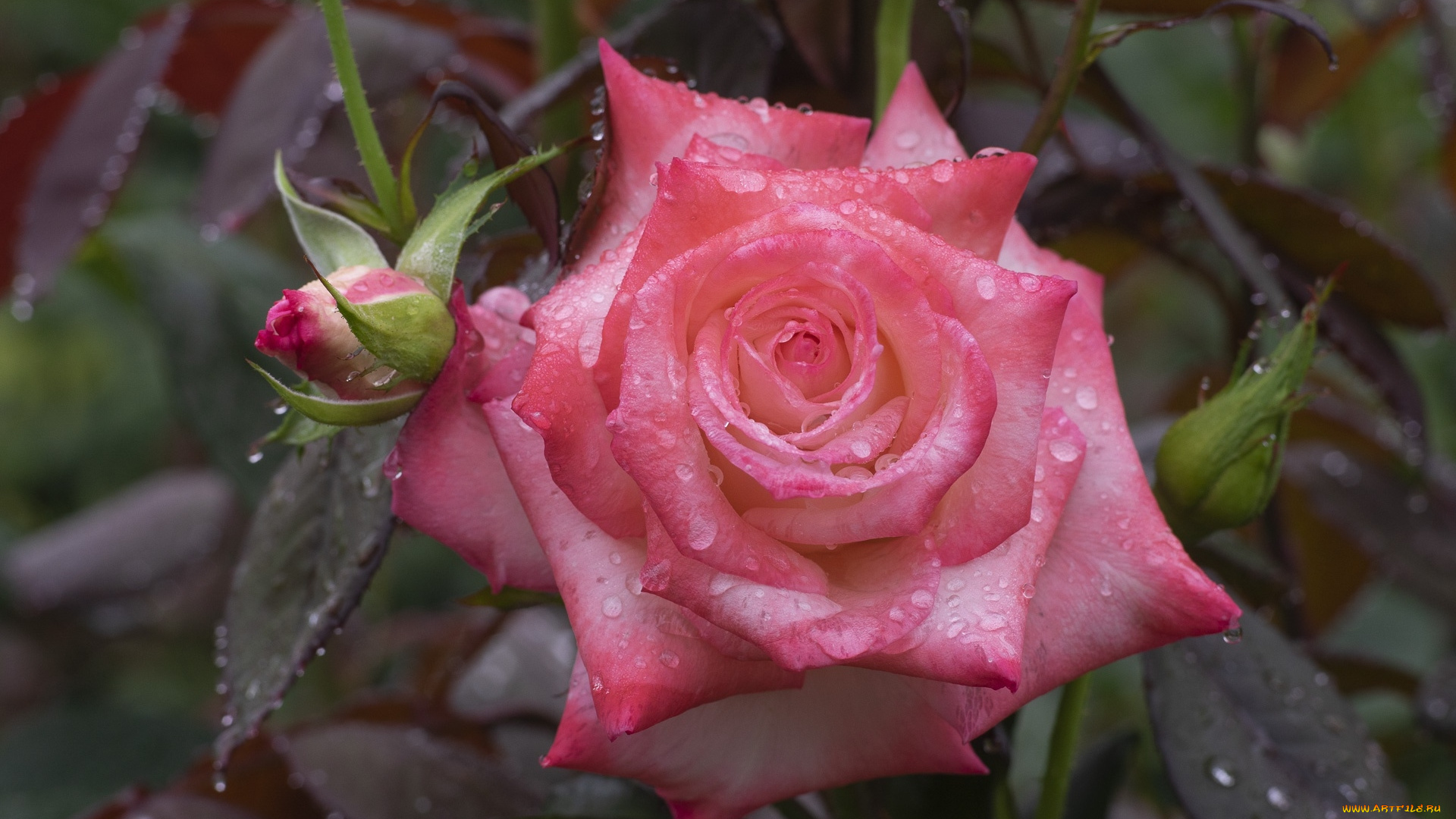 цветы, розы, капли