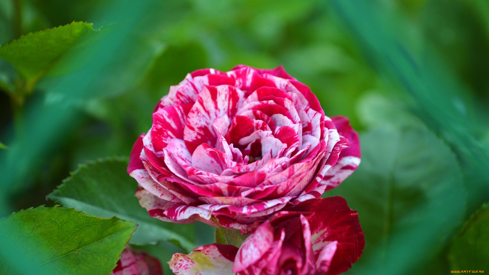 цветы, розы, roses