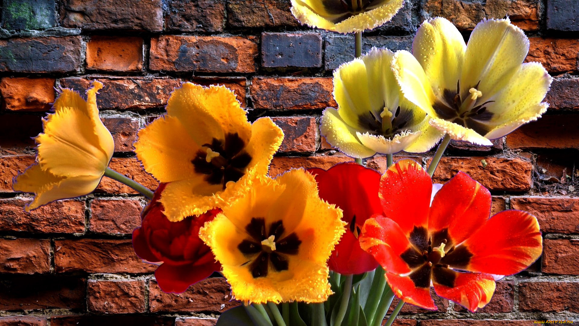 цветы, тюльпаны, капли