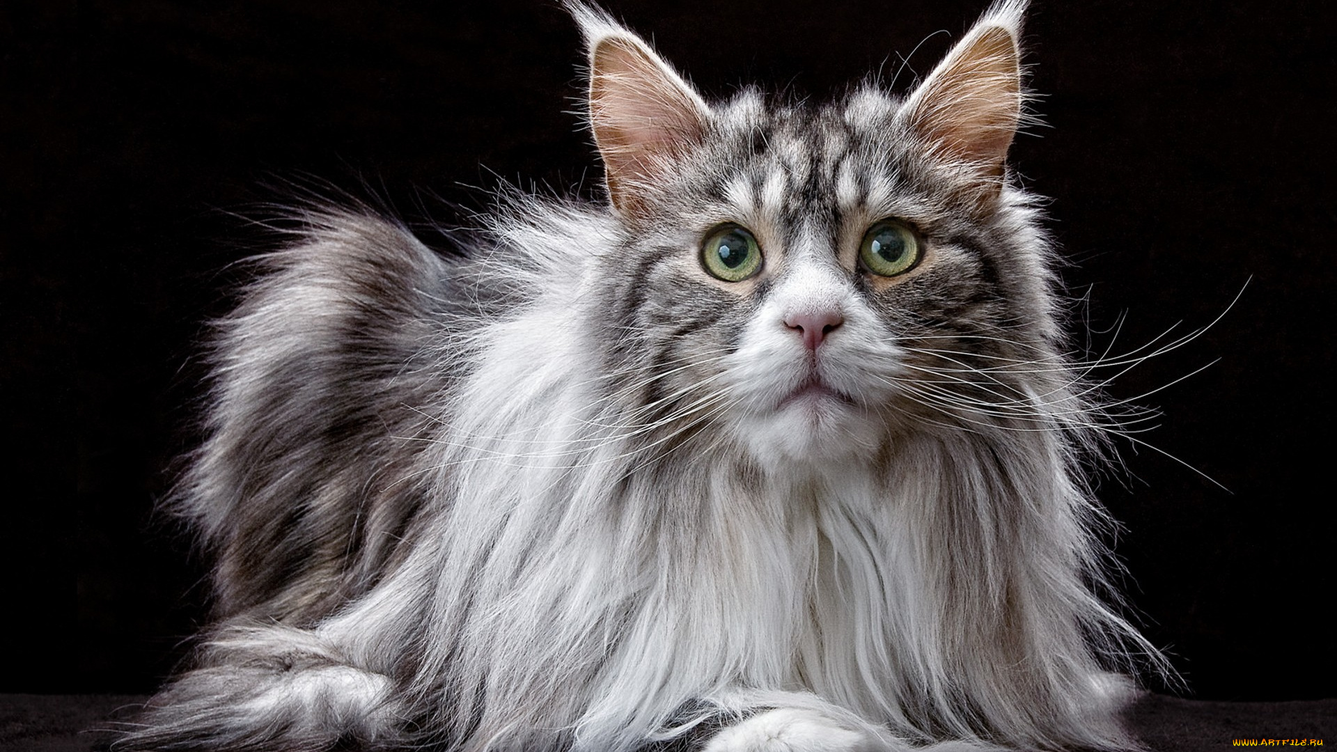 maine, coon, cat, животные, коты, киса