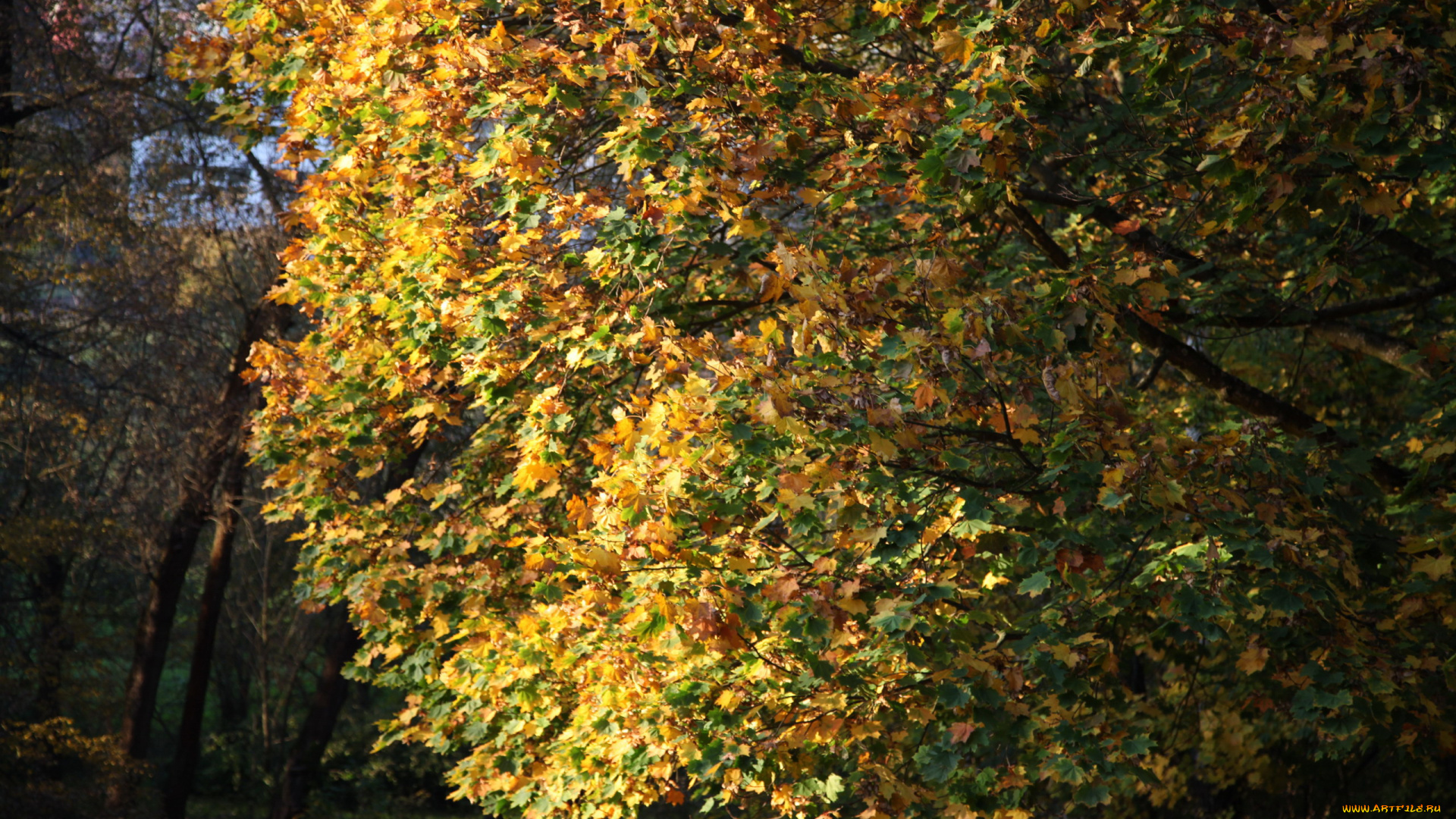 природа, деревья, дерево