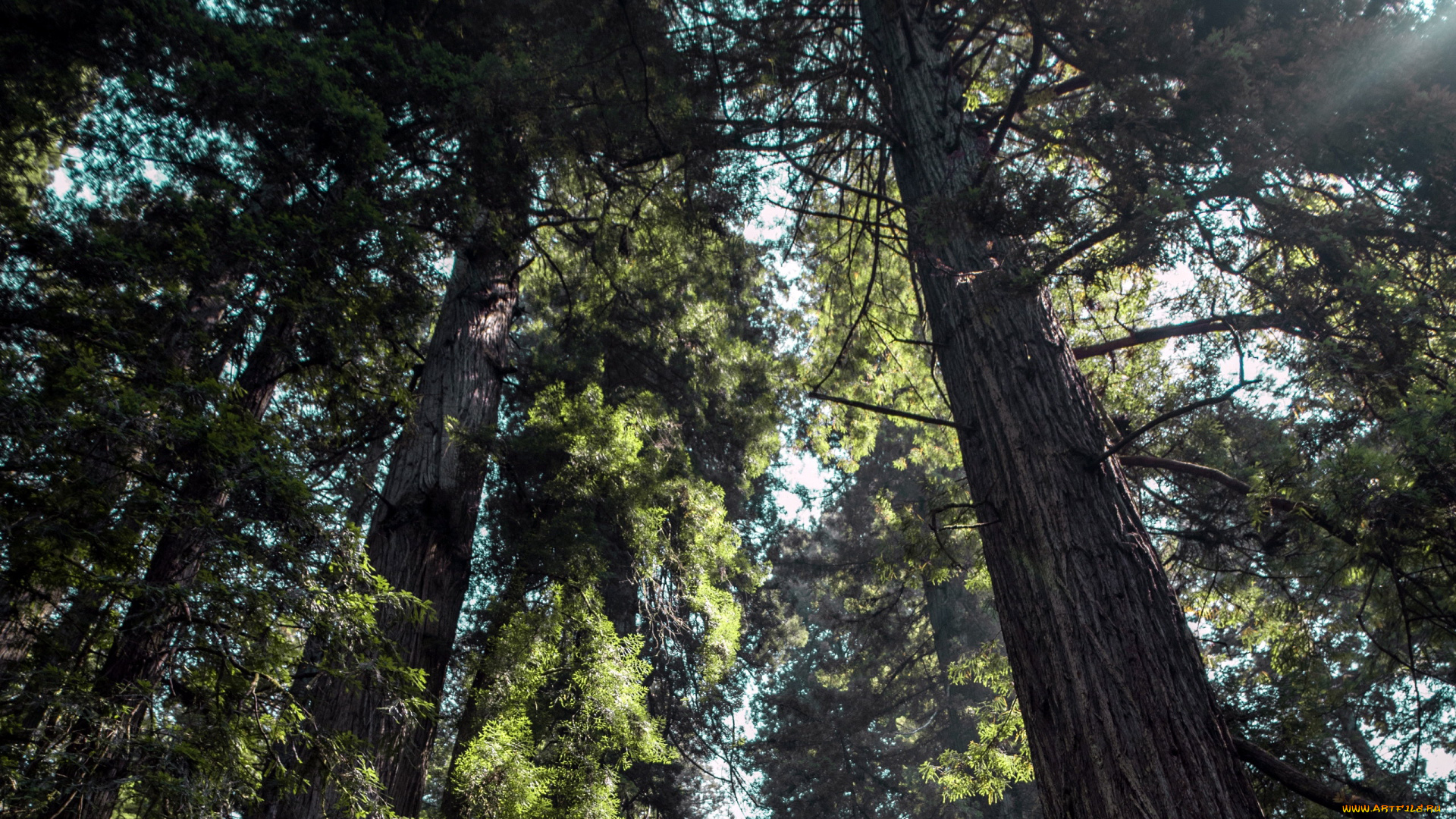 природа, деревья, сосны