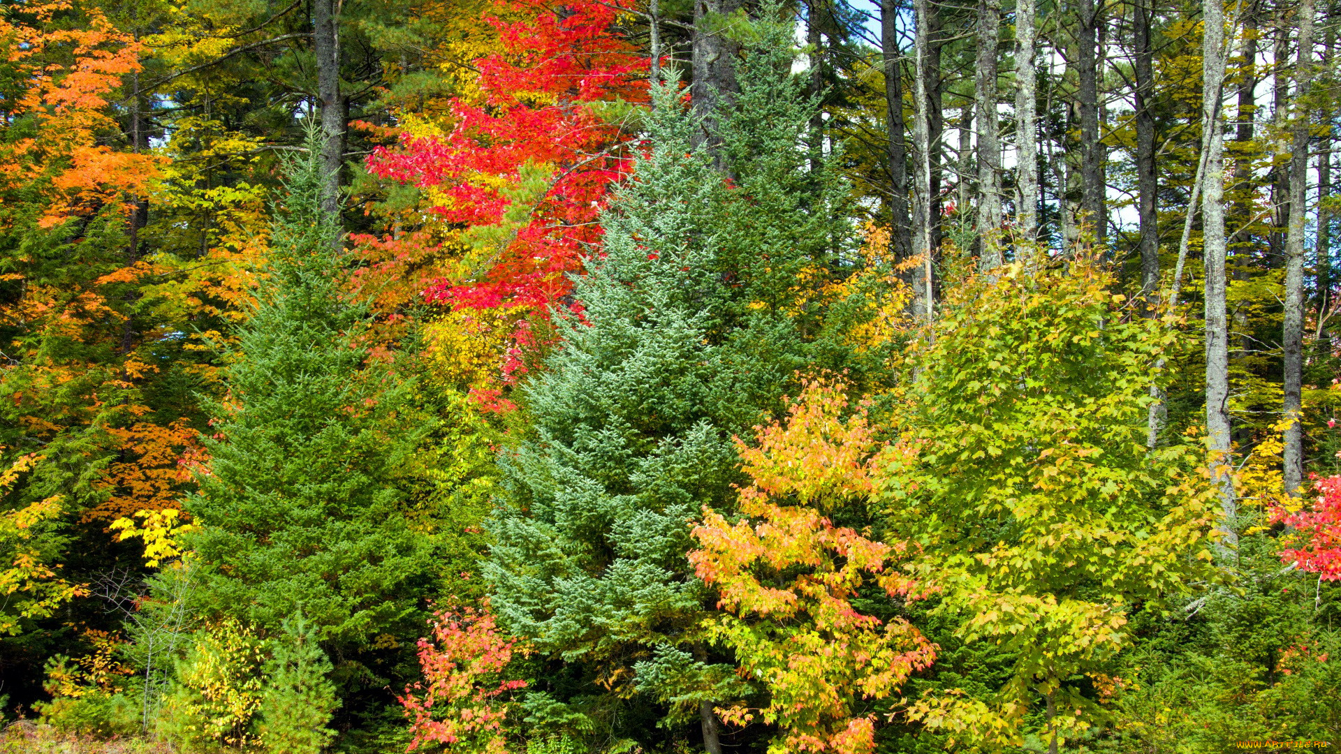 природа, лес, листопад, осень