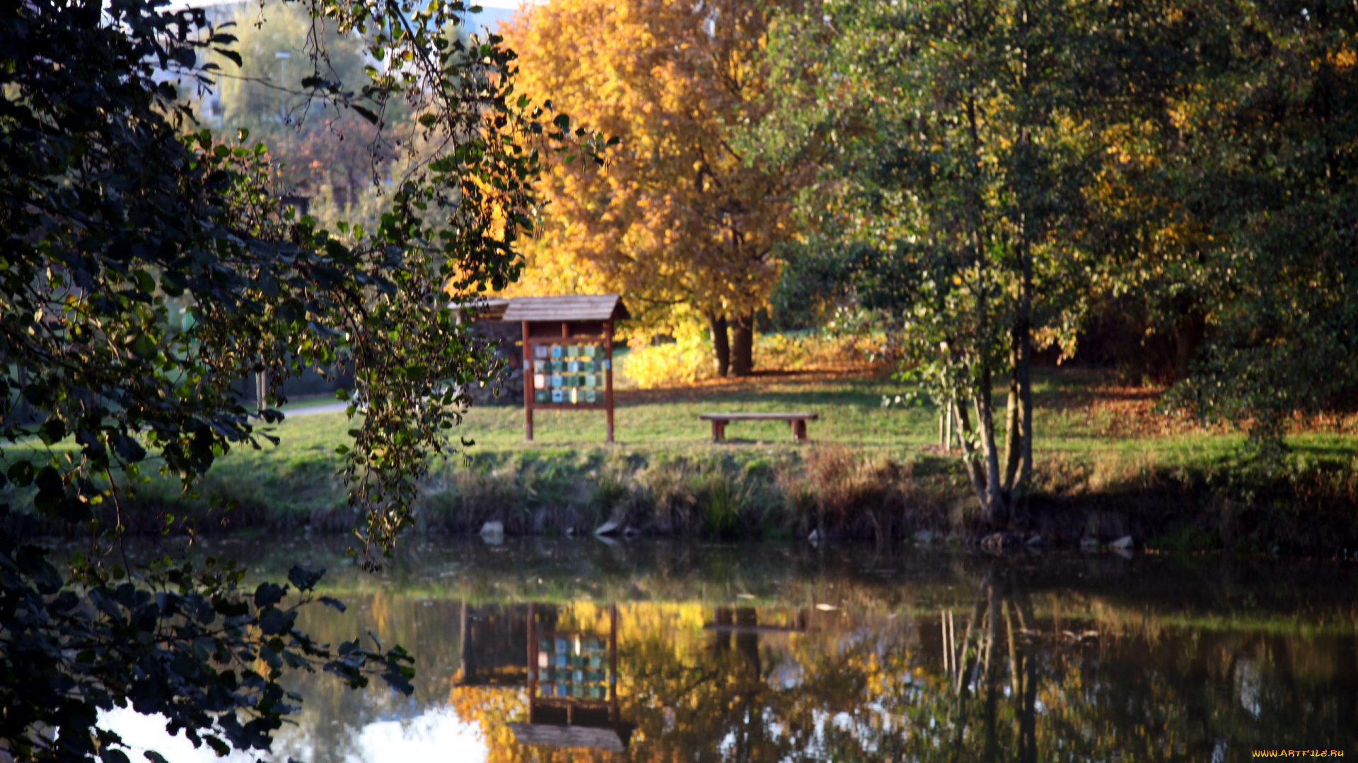 природа, парк, отражение