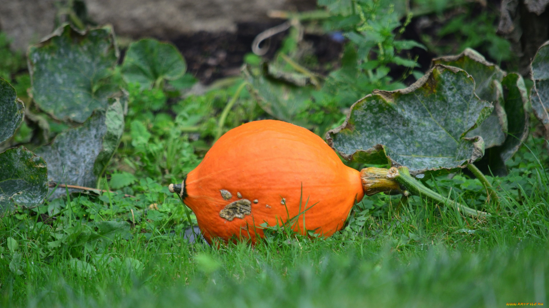 природа, плоды, тыква