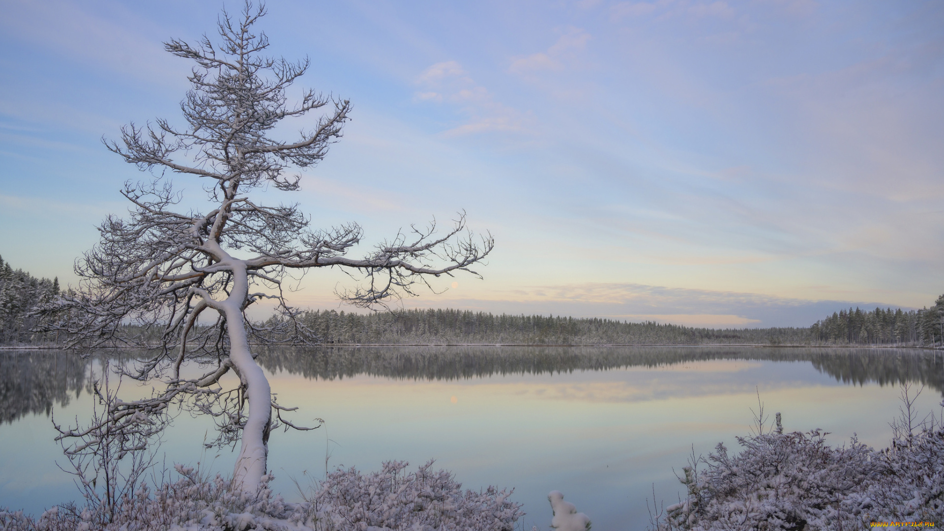 природа, реки, озера, иней, снег, дерево
