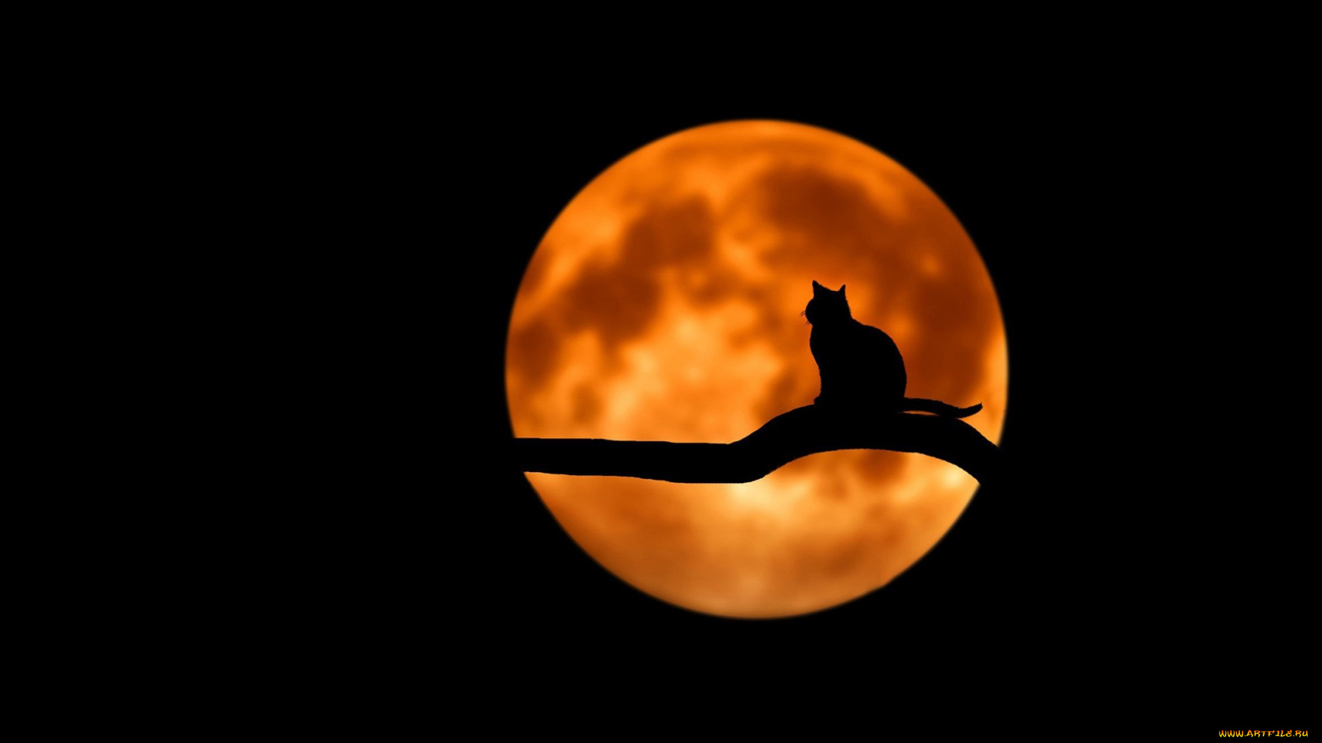 разное, компьютерный, дизайн, кот