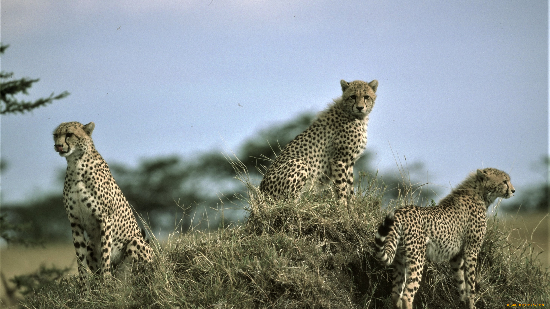 животные, гепарды, холм, трава