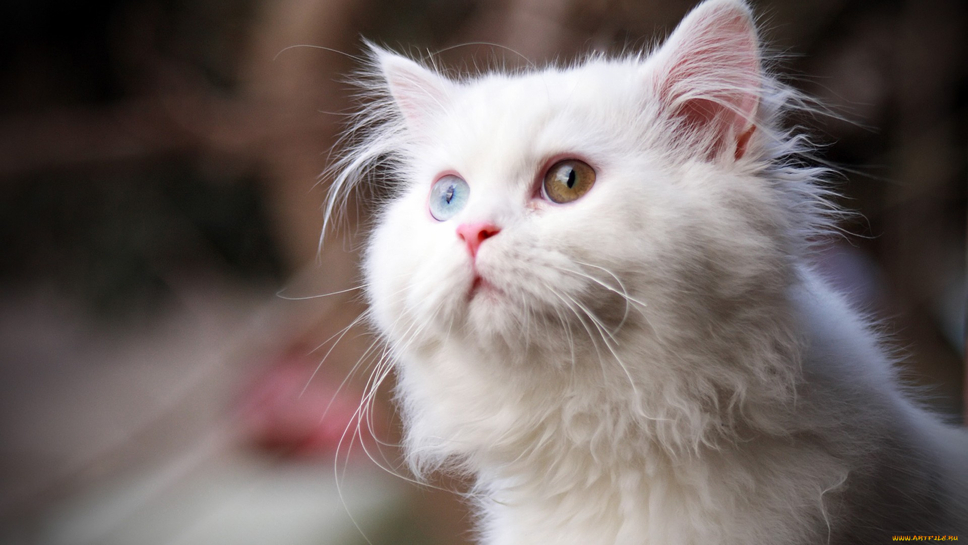 животные, коты, гетерохромия, белый, кот