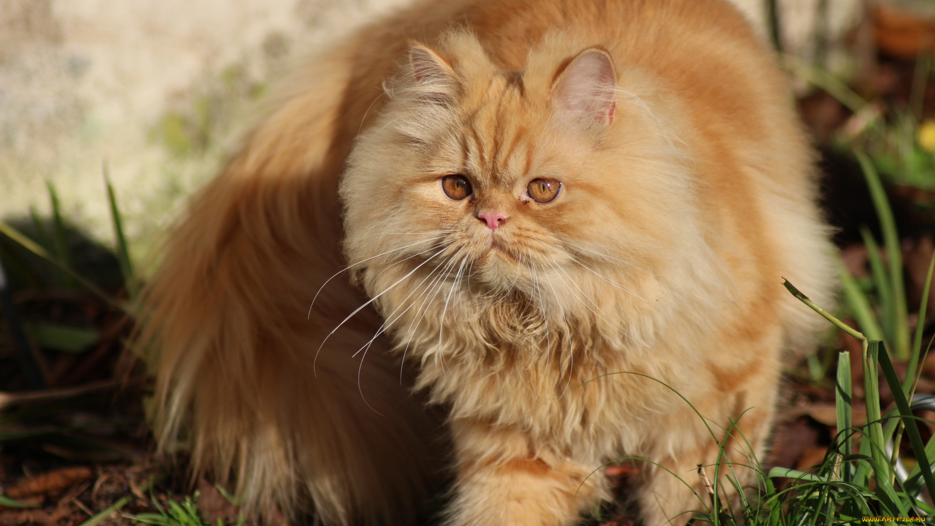 животные, коты, котейка