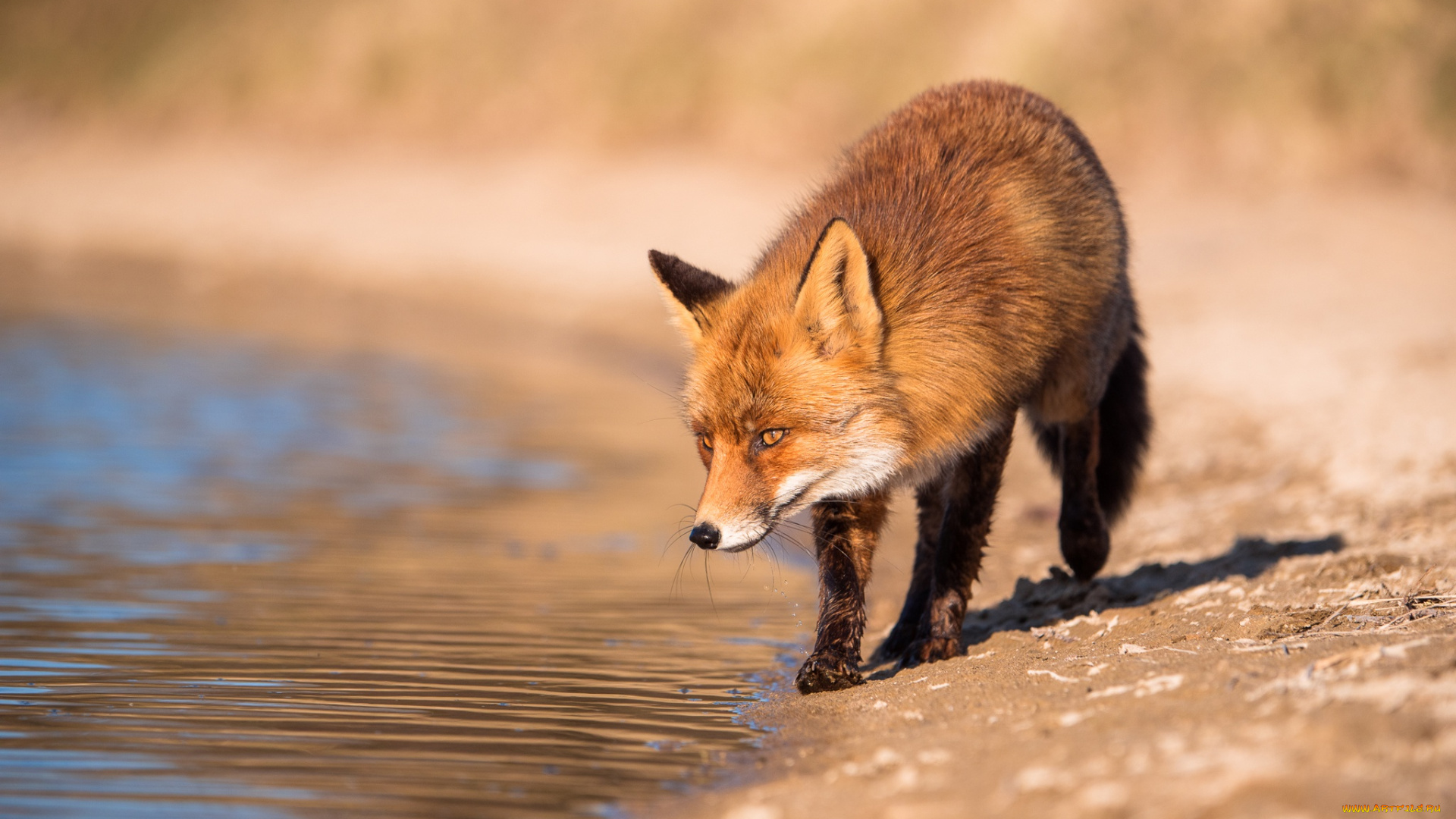 животные, лисы, лиса, рыжая, прогулка, водоем
