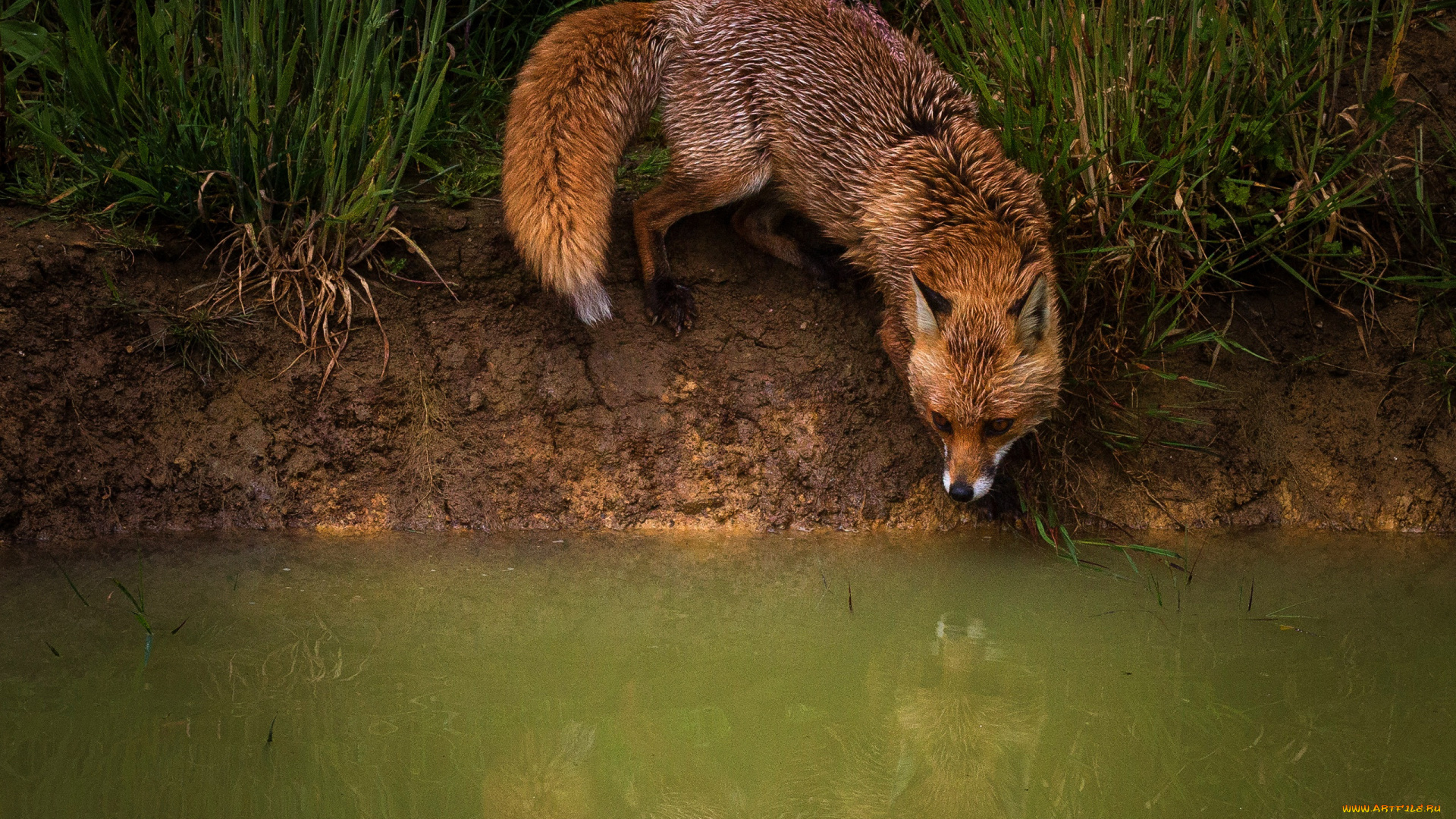 животные, лисы, рыжая