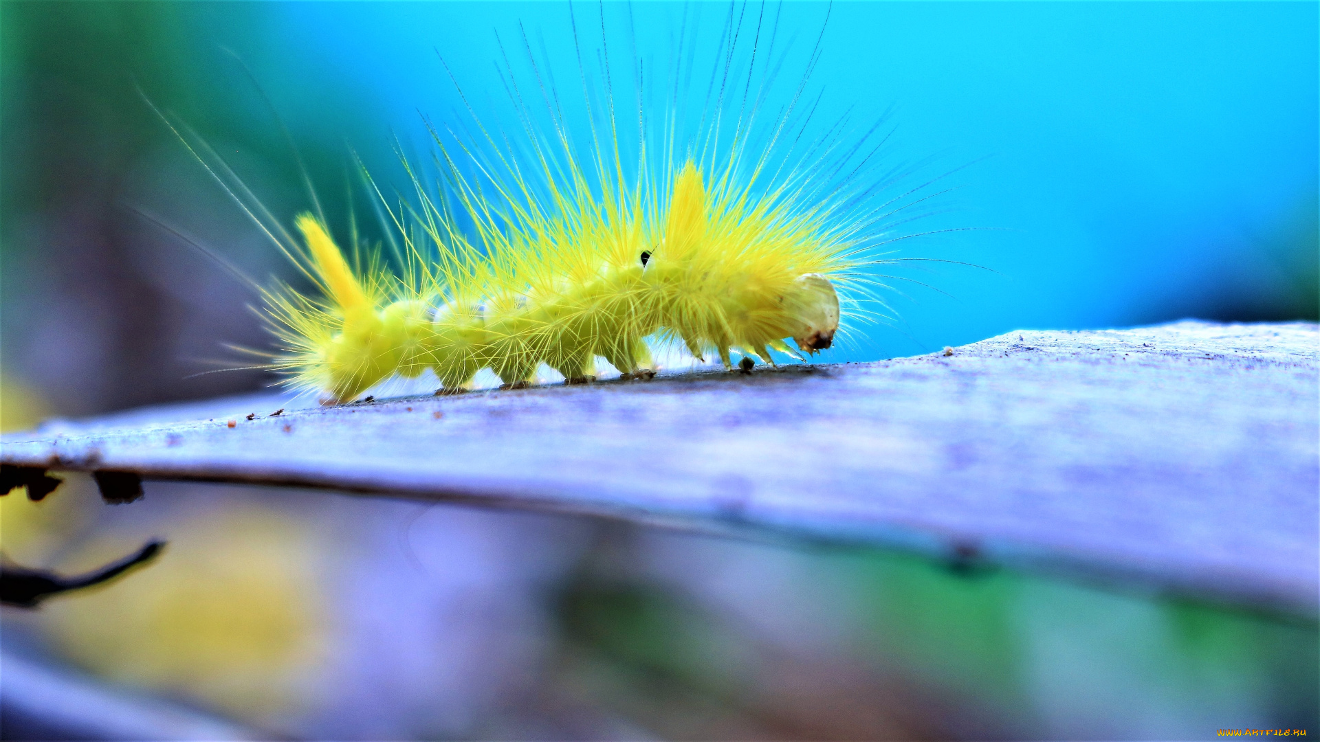 животные, насекомые, желтая, гусеница
