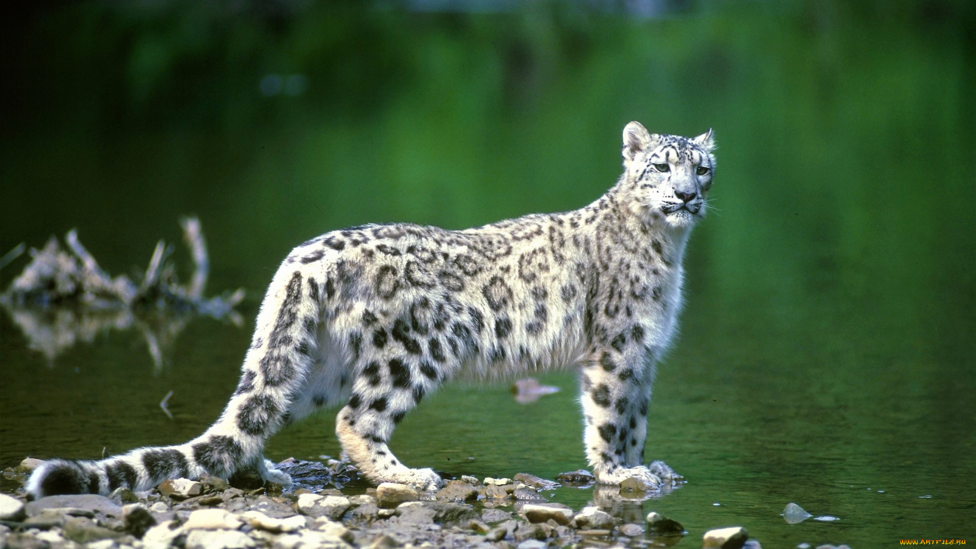 животные, снежный, барс, , ирбис, берег, барс, озеро, камни