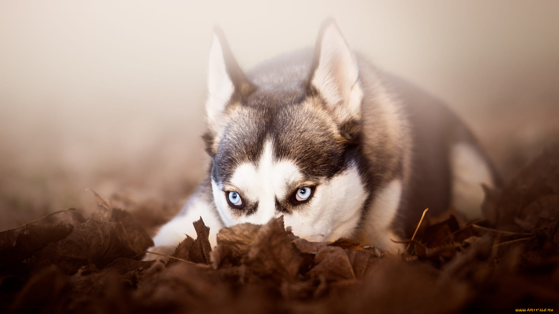 животные, собаки, сибирский, хаски