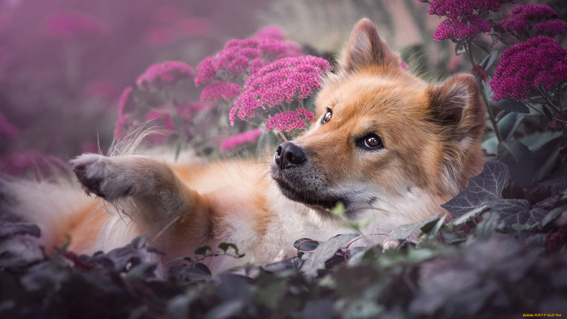 животные, собаки, смотрит, вверх