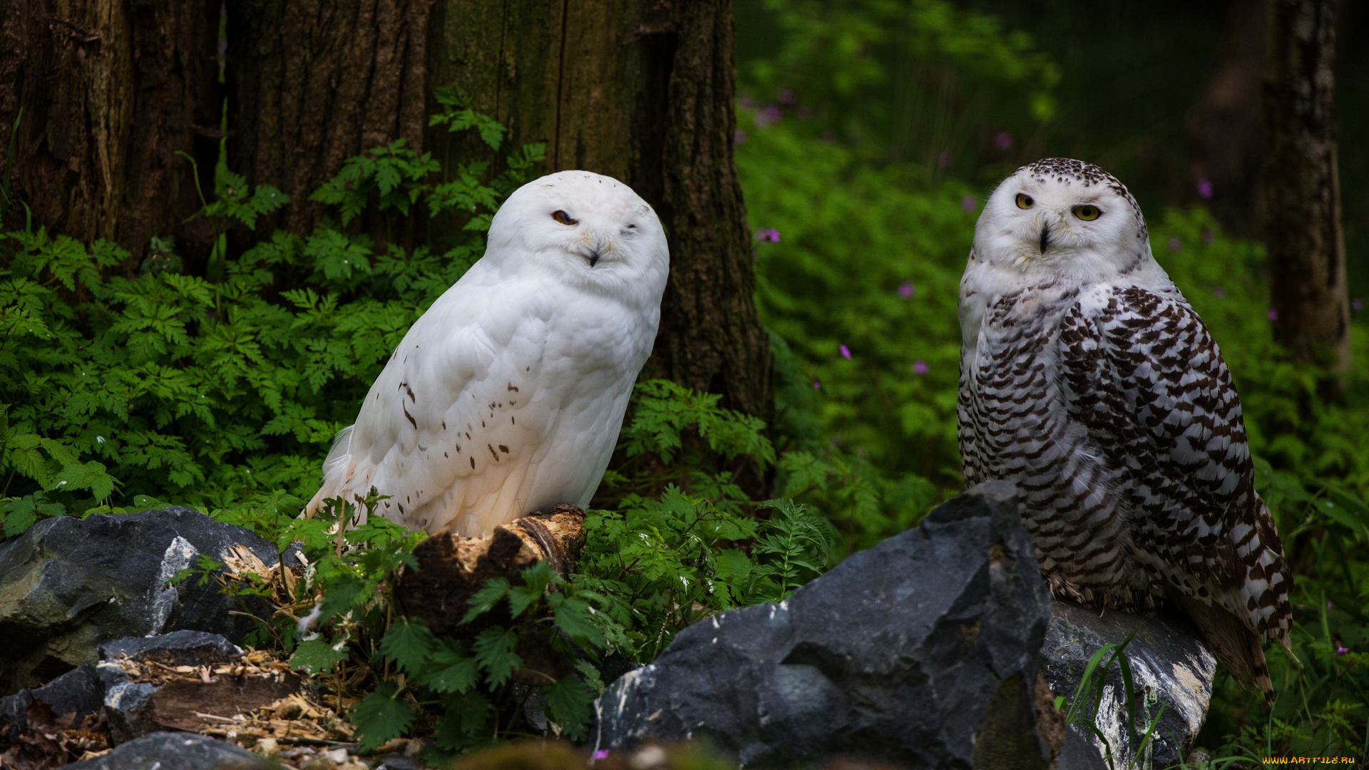 животные, совы, две