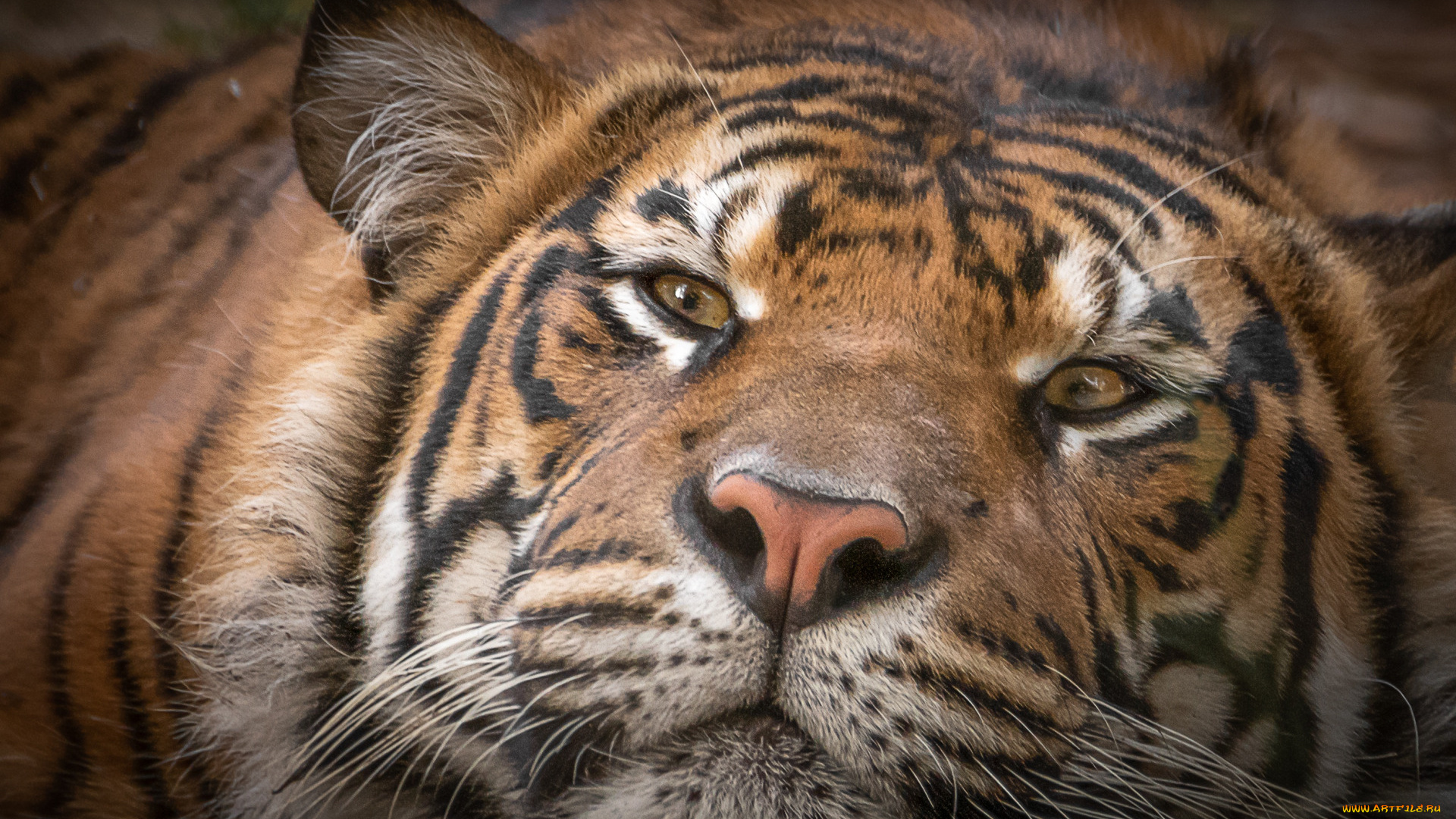 животные, тигры, довольный