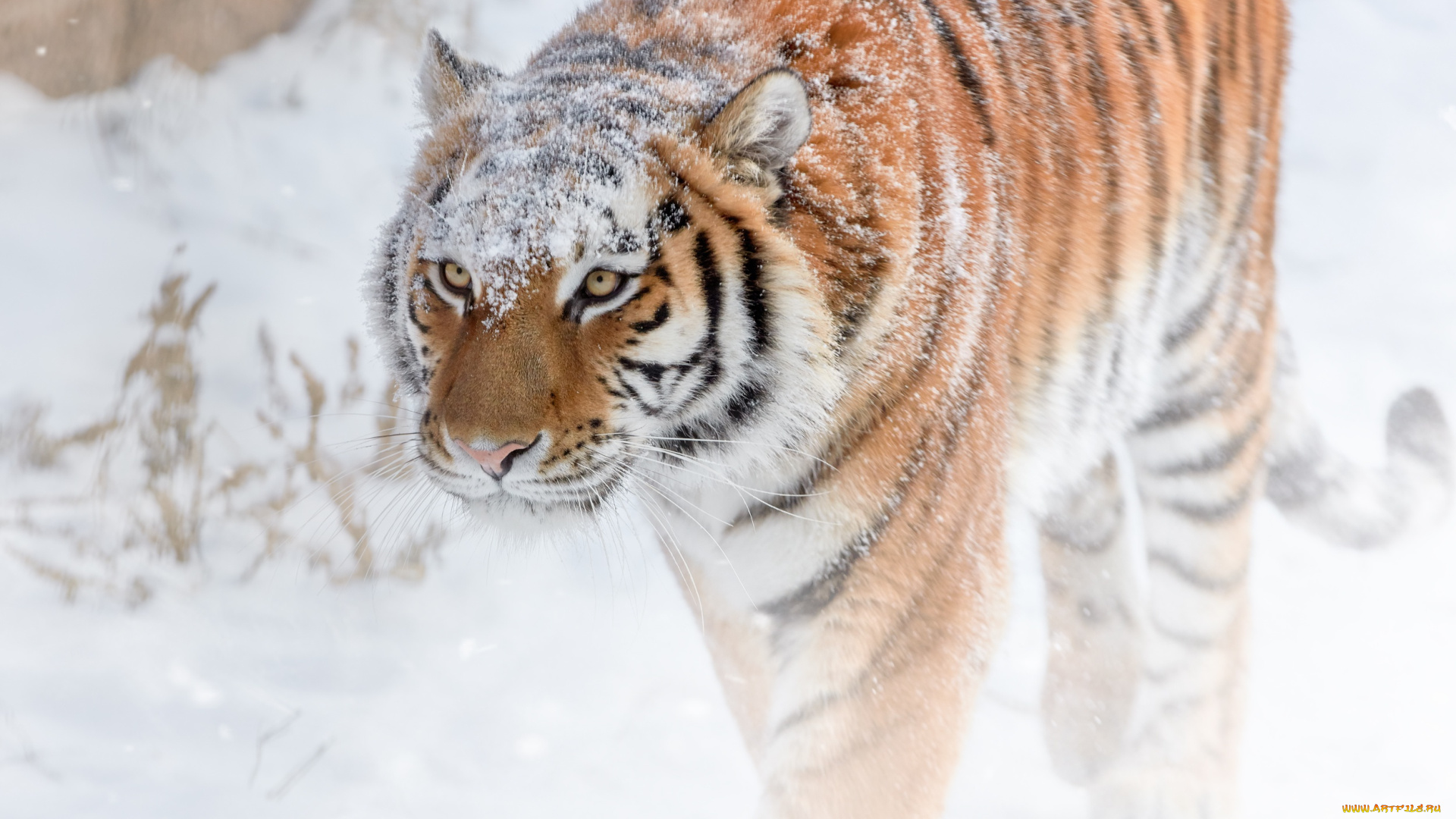 животные, тигры, грация